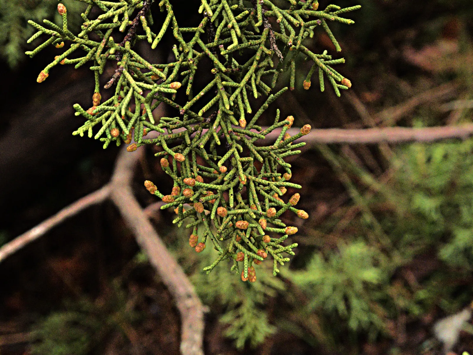 California Juniper (Juniperus Californica) — showcasing dense blue-green foliage and reddish-brown bark