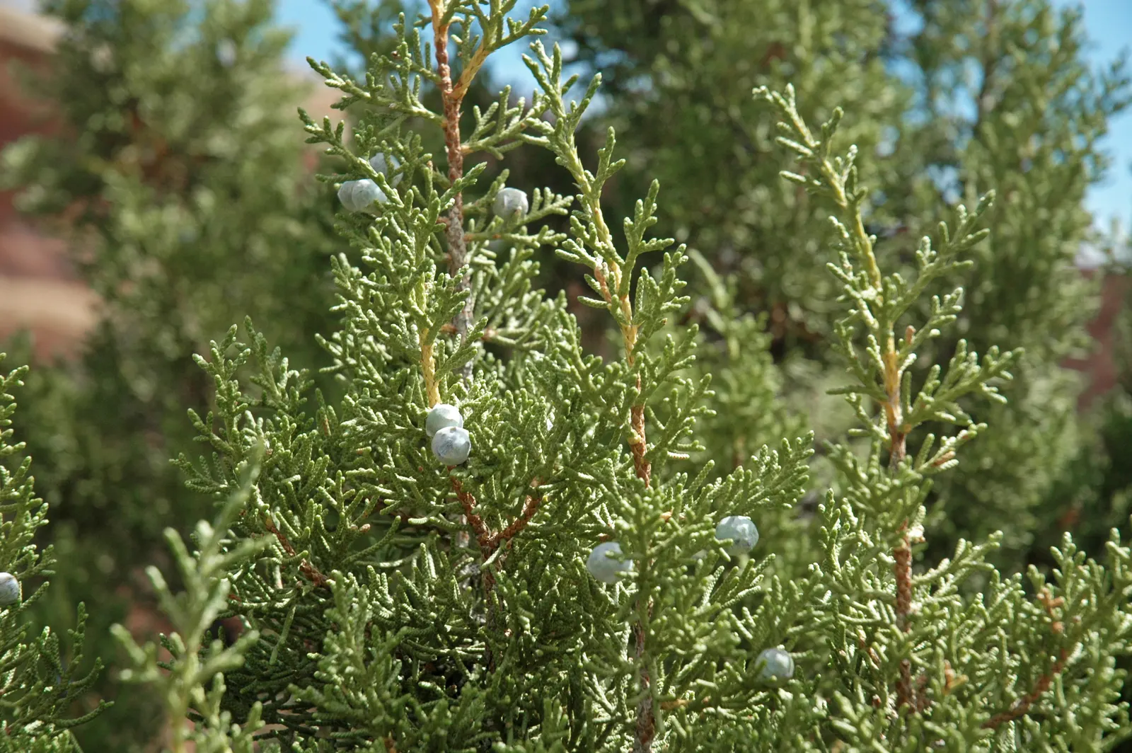 California Juniper (Juniperus Californica) — is an evergreen shrub native to the arid regions of the American Southwest; it bears berry-like cones attractive