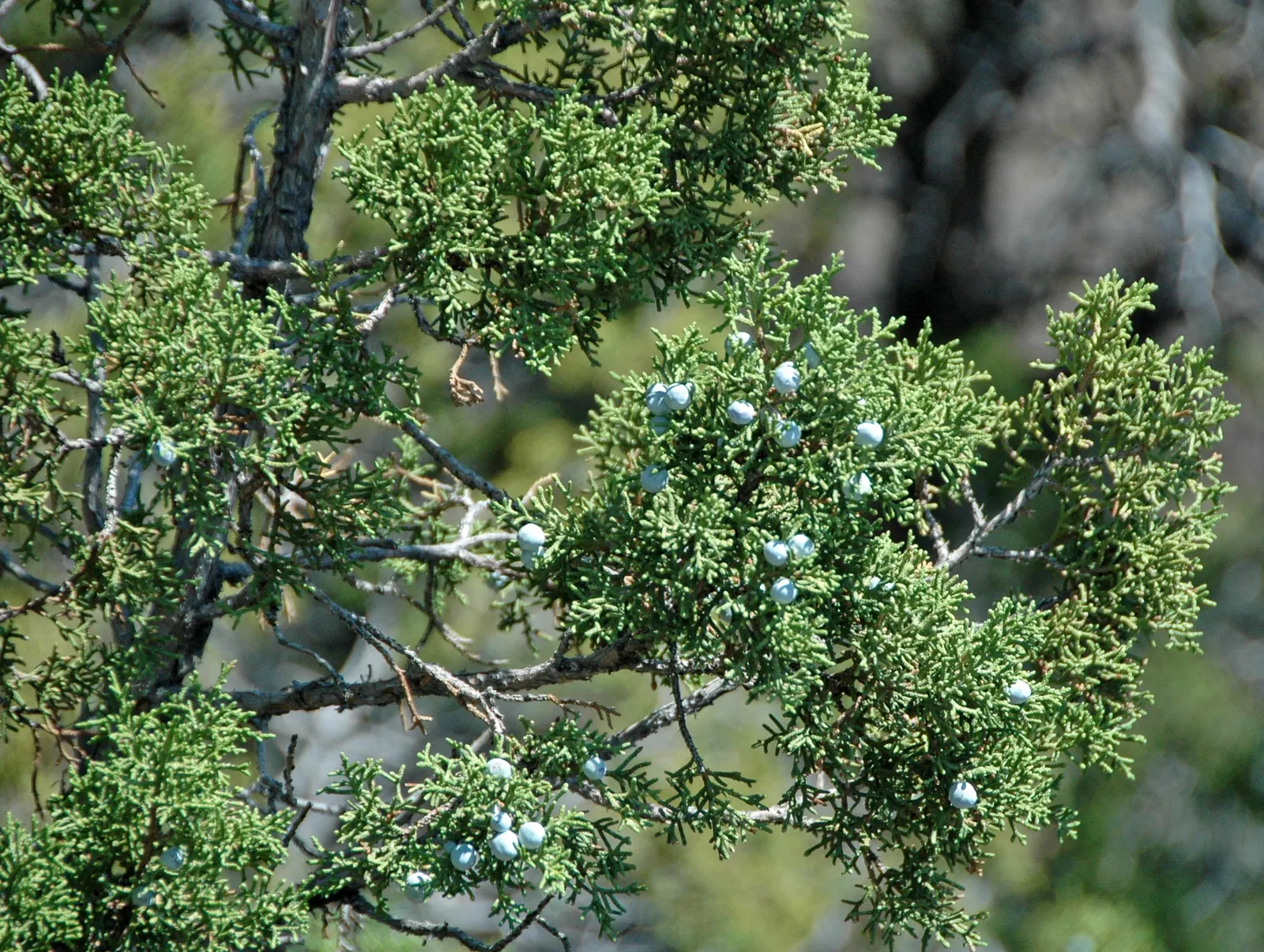 California Juniper (Juniperus Californica) — Juniperus californica, or California Juniper, is a drought-tolerant native evergreen; it bears berry-like cones