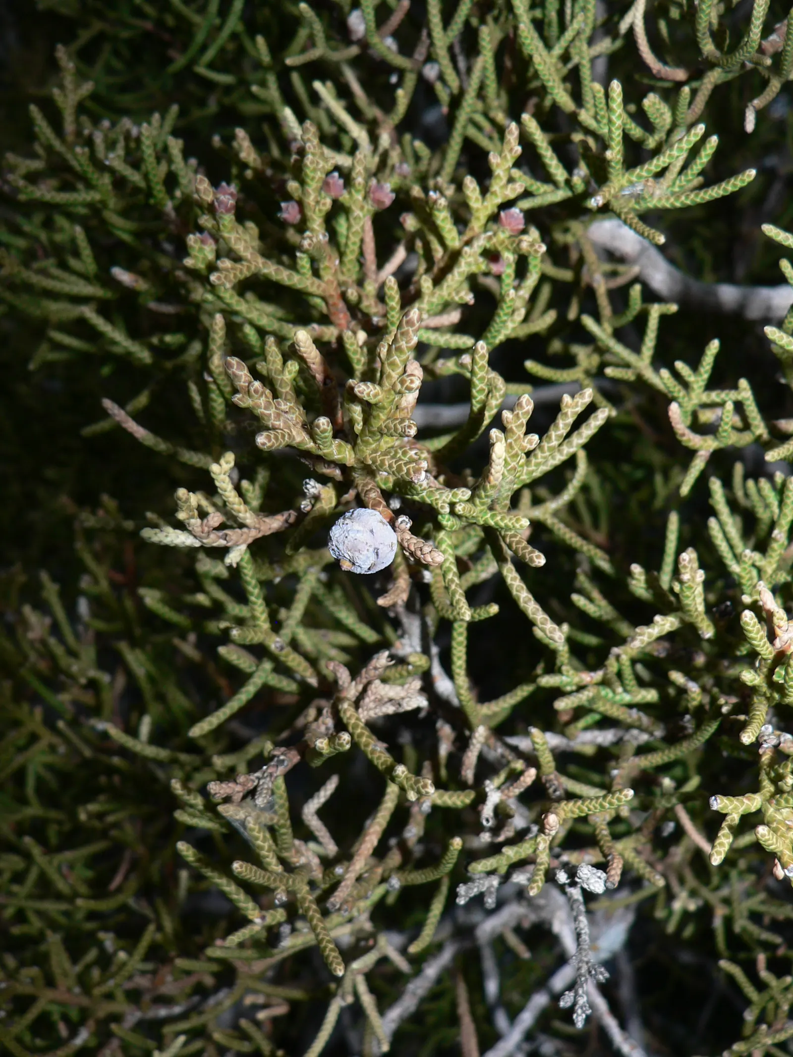 California Juniper (Juniperus Californica) — When planning your garden