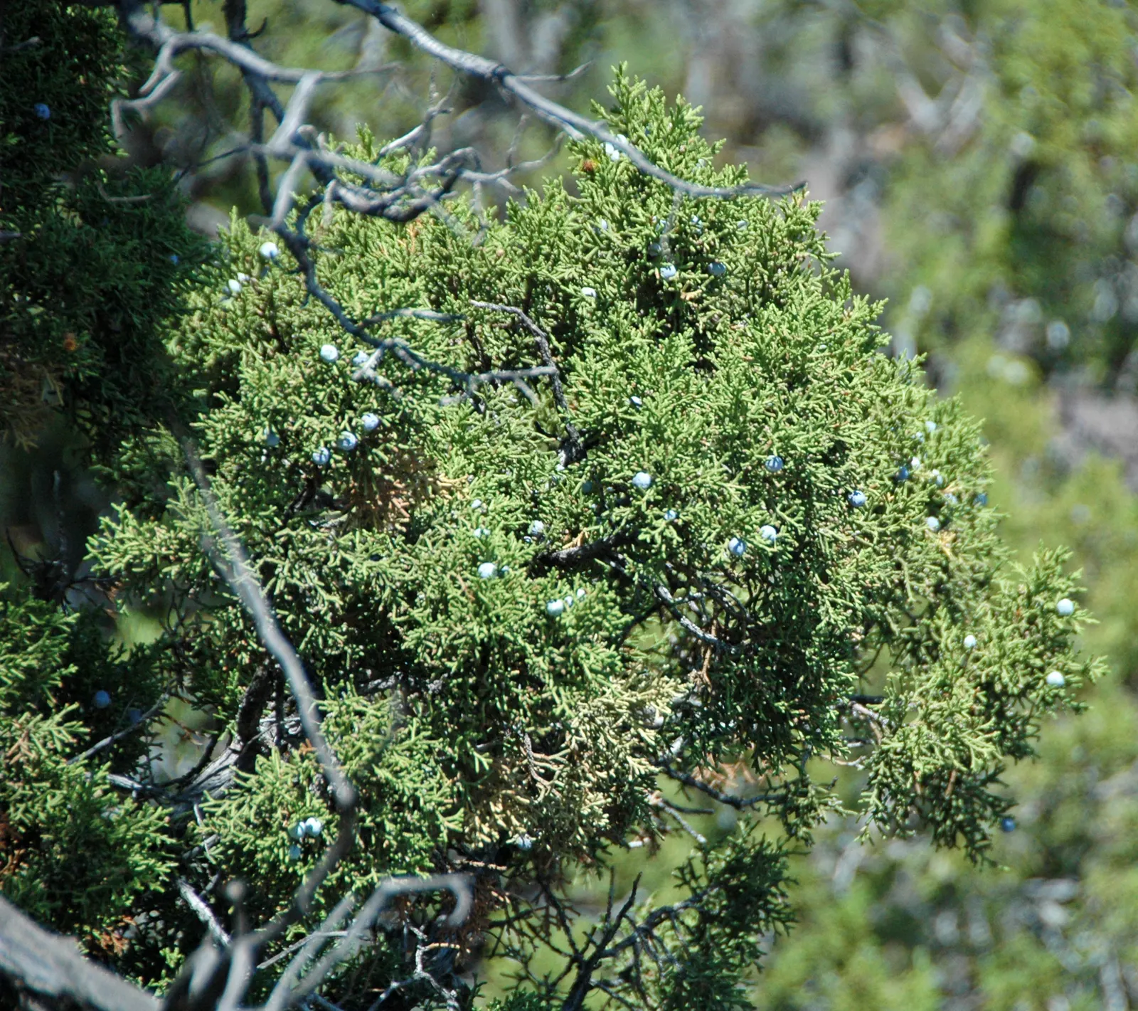 California Juniper (Juniperus Californica) — californica reaches a mature height and spread of about 10 to 15 feet; a well-suited addition to xeriscapes and