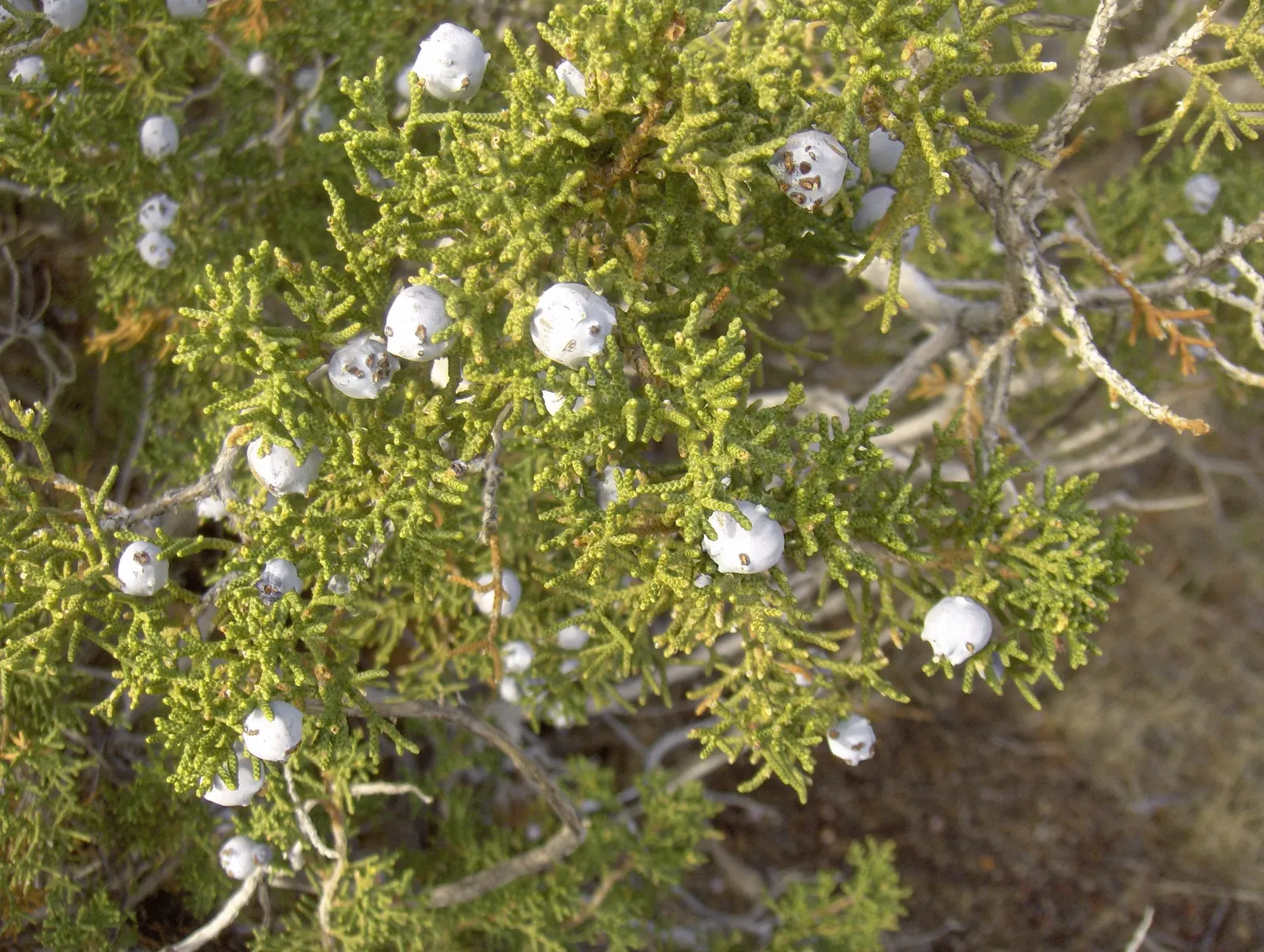California Juniper (Juniperus Californica) — low-maintenance addition to landscapes