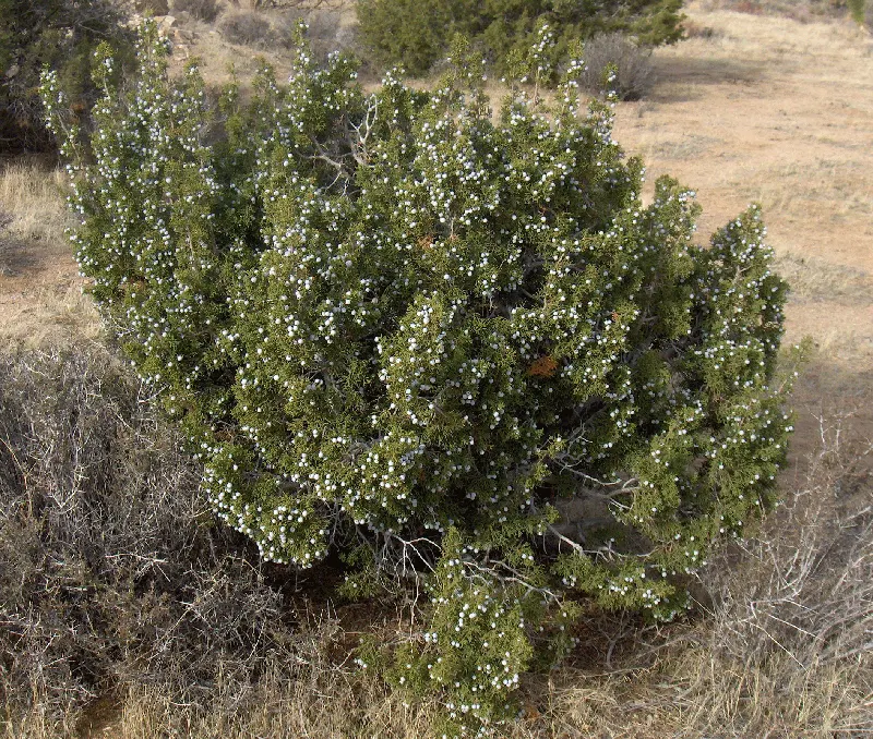 California Juniper (Juniperus Californica) — is an evergreen shrub native to the arid regions of the American Southwest