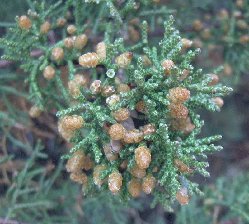 California Juniper (Juniperus Californica) — It typically grows to 10-15 ft with a spread of 10-15 ft
