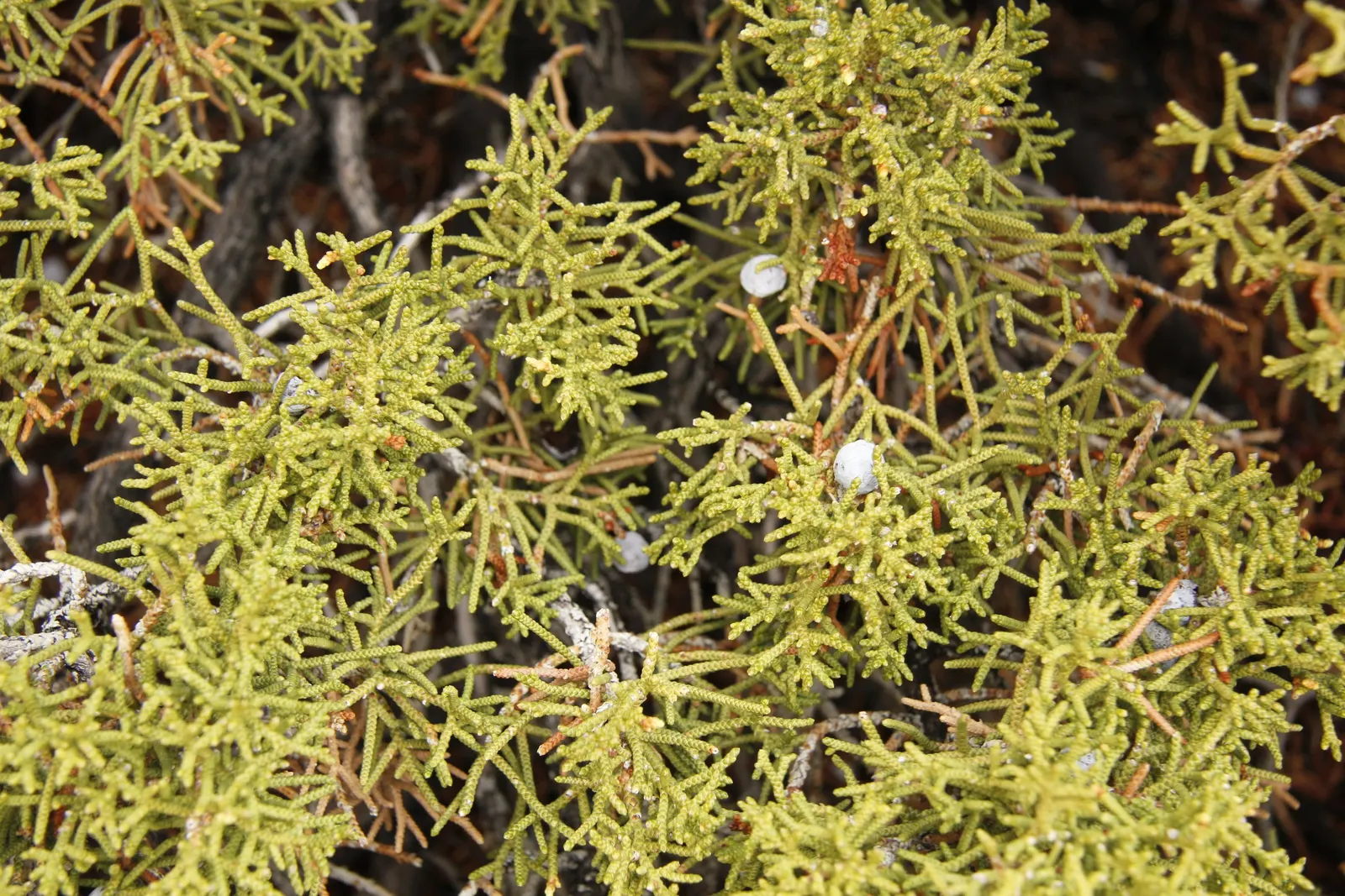 California Juniper (Juniperus Californica) — A well-suited addition to xeriscapes and native plant gardens; the plant\'s irregular growth habit and attractive