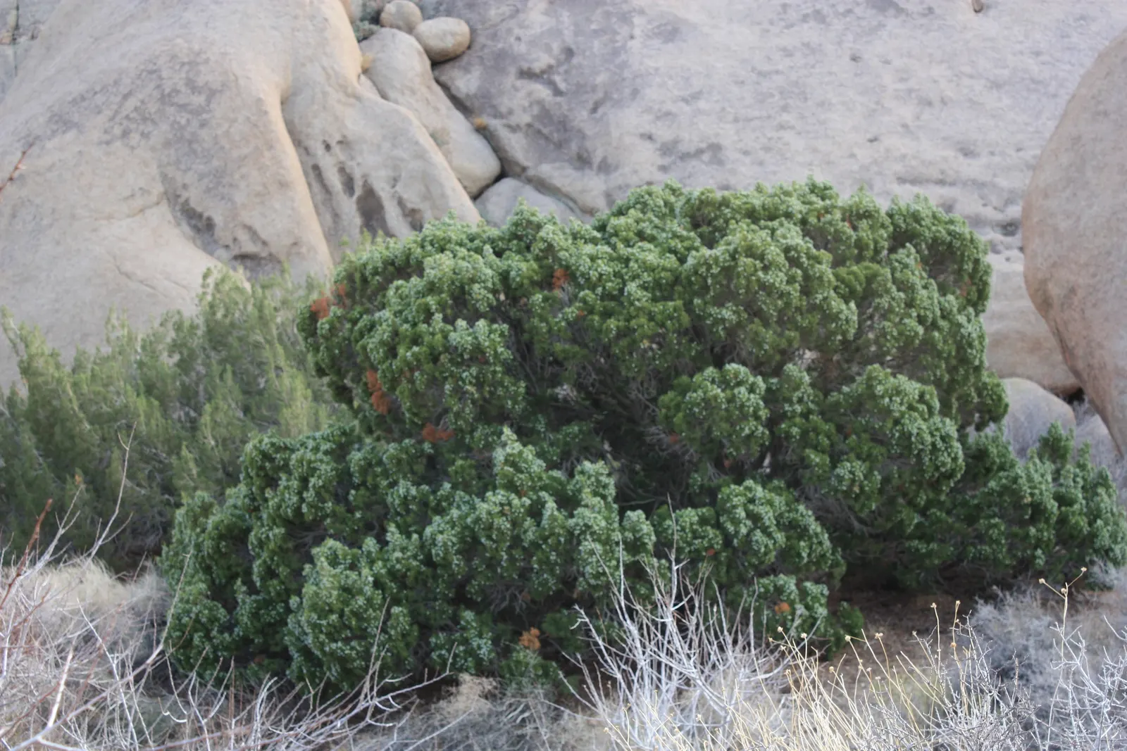 California Juniper (Juniperus Californica) — conifer / shrub / tree for full or half