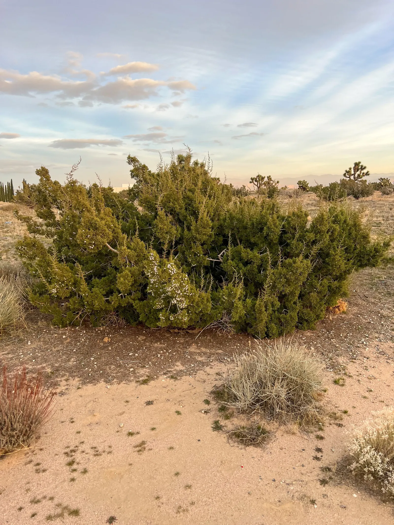 California Juniper (Juniperus Californica) — Ideal for xeriscaping, it tolerates poor soils and hot conditions