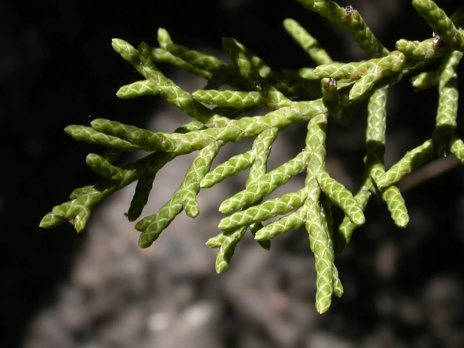 California Juniper (Juniperus Californica) — Juniperus californica, or California Juniper, is a drought-tolerant native evergreen