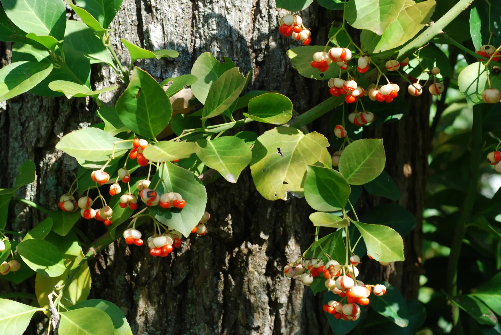 Wintercreeper (Euonymus Fortunei) — This evergreen perennial is known for its ability to thrive in a variety of conditions; its ability to climb, image 79
