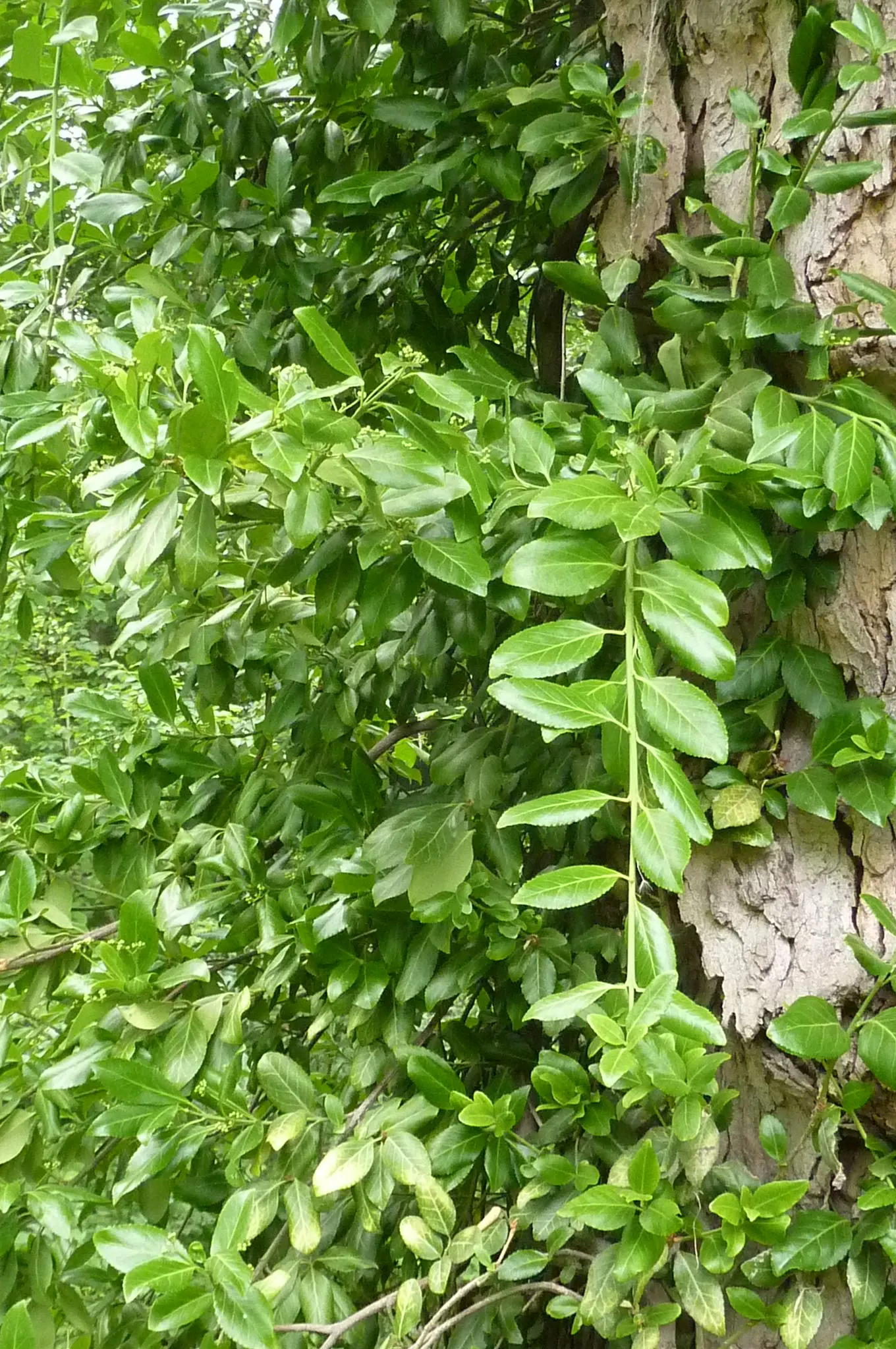 Wintercreeper (Euonymus Fortunei) — scientifically named Euonymus fortunei; slightly toxic if ingested