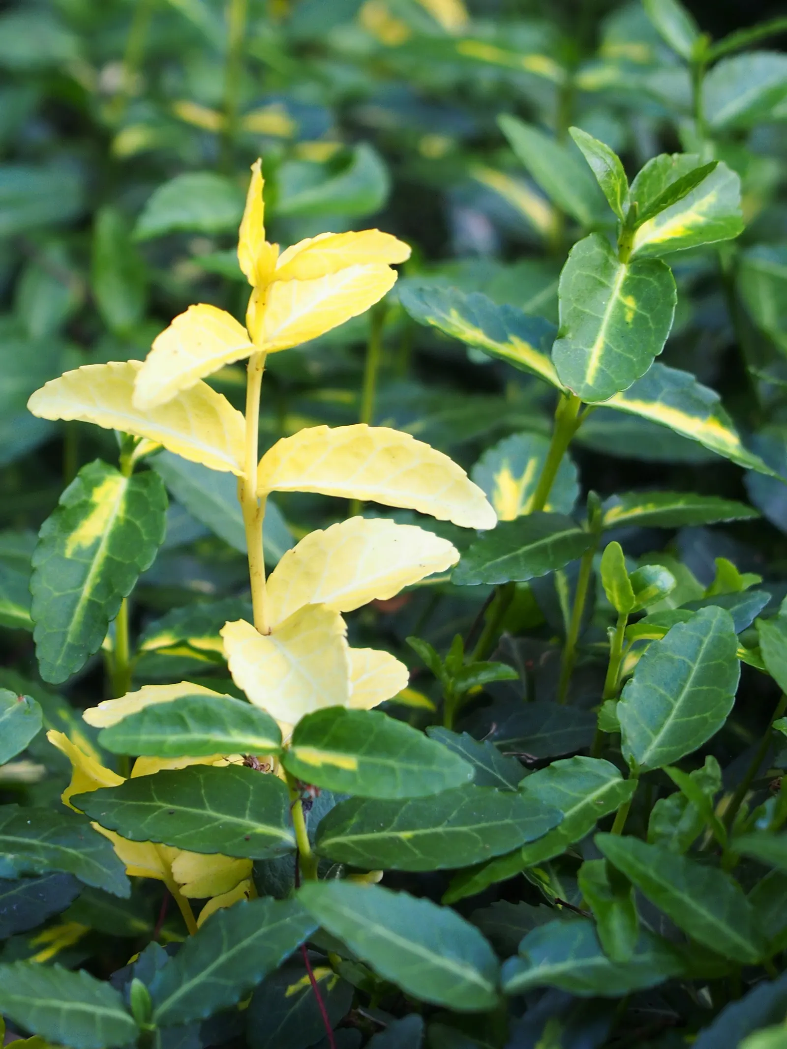 Wintercreeper (Euonymus Fortunei) — ground cover / shrub / vine for full or half; regular pruning is recommended to maintain its shape and prevent excessive