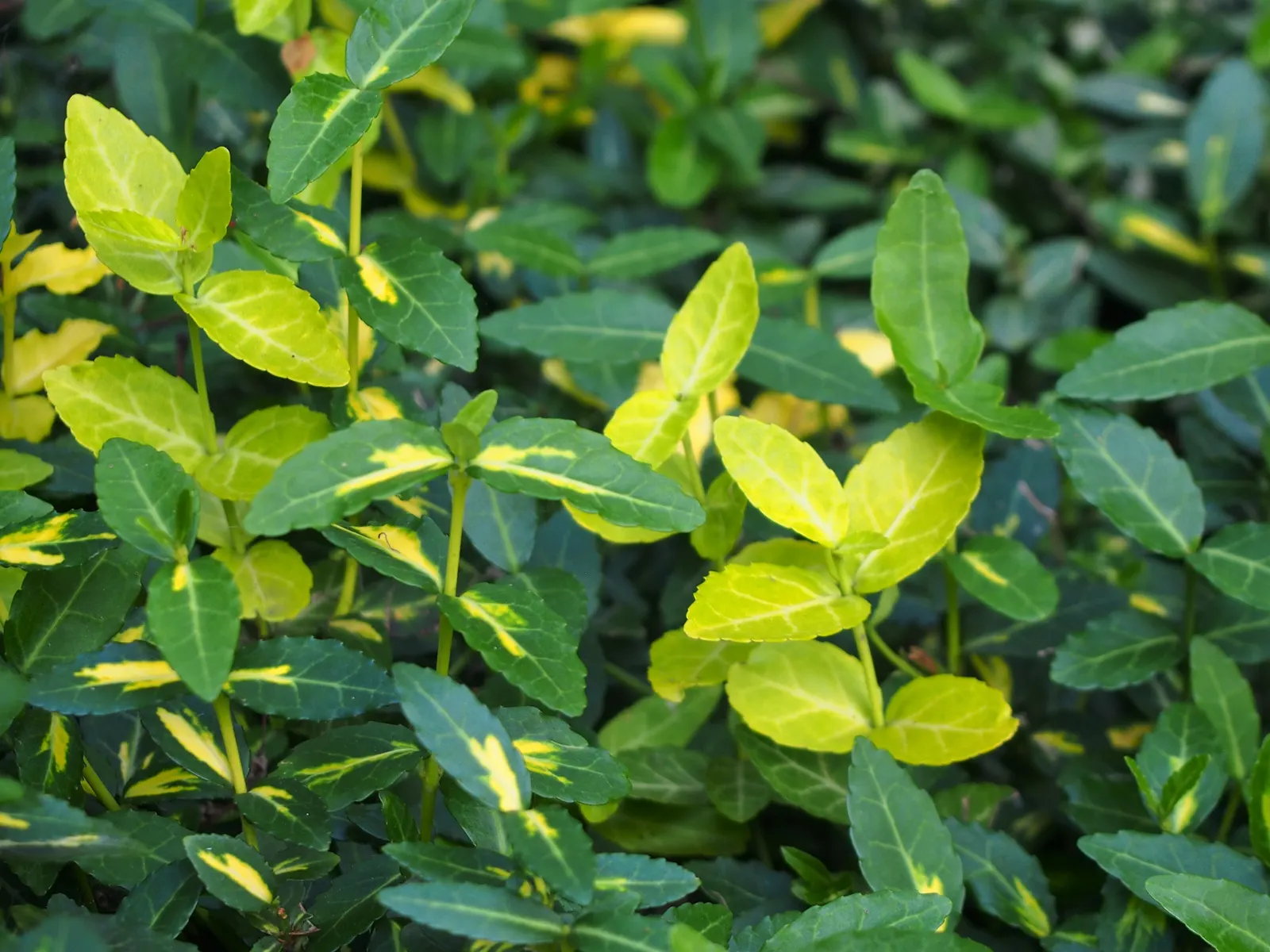 Wintercreeper (Euonymus Fortunei) — scientifically named Euonymus fortunei; slightly toxic if ingested, image 54