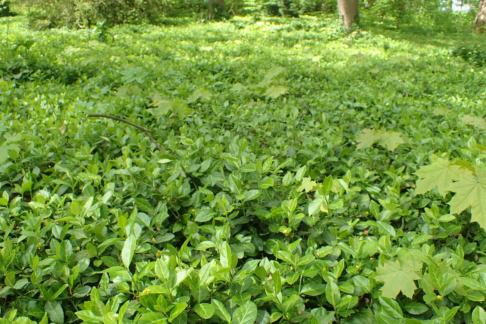 Wintercreeper (Euonymus Fortunei) — Ideal for ground cover or walls, it requires regular pruning to control its invasive nature; including dry or, image 52