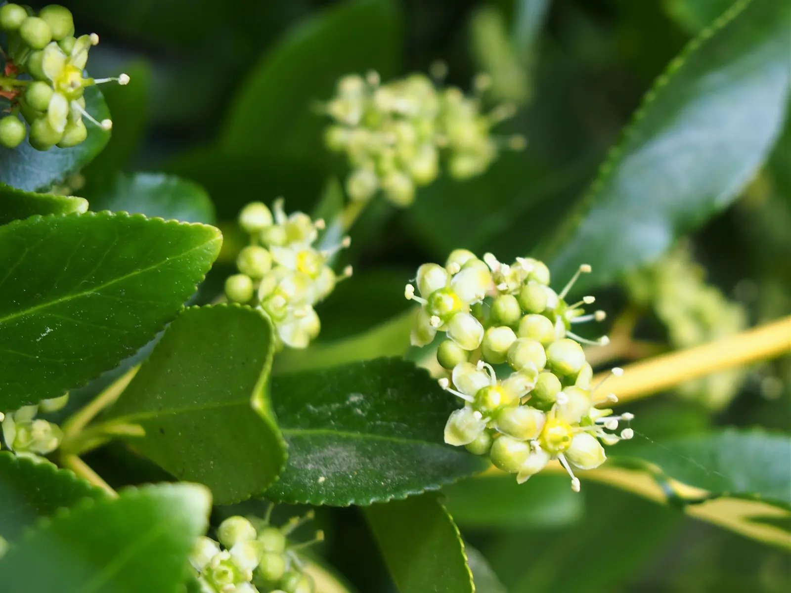 Wintercreeper (Euonymus Fortunei) — Appreciated for its adaptability; elliptical leaves of about 1 to 2 inches long, image 48