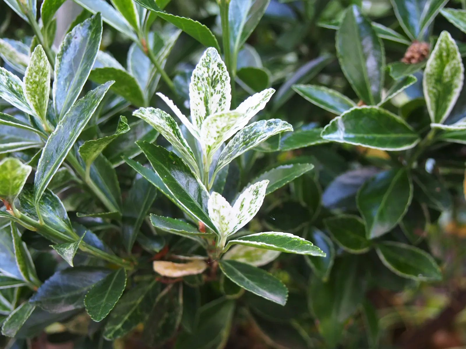 Wintercreeper (Euonymus Fortunei) — Wintercreeper (Euonymus fortunei) is a versatile, evergreen shrub that thrives in USDA zones 4-9; reaching 1-2 feet tall