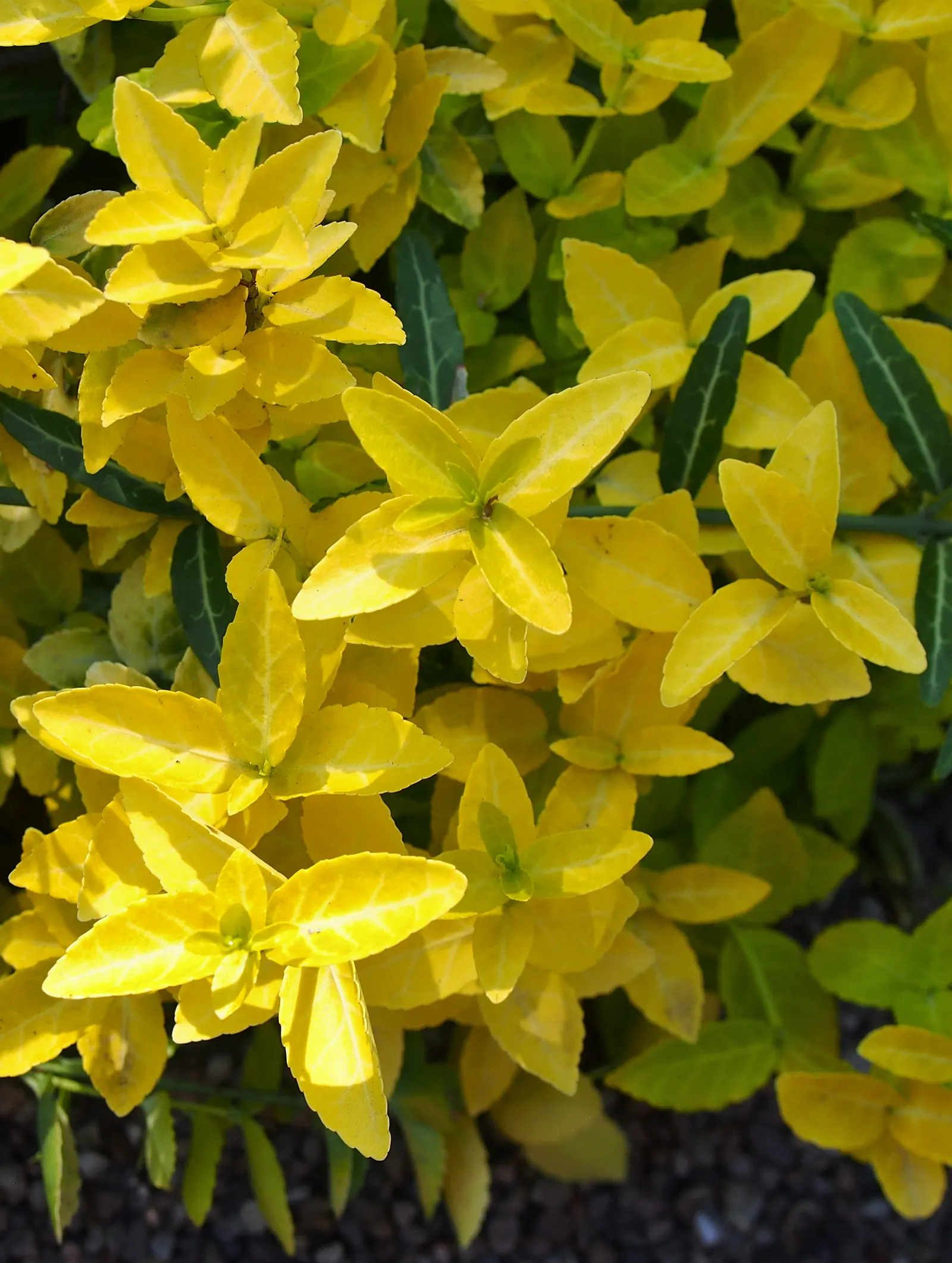 Wintercreeper (Euonymus Fortunei) — Some variegated cultivars also offer white; this plant's growth habits should be considered: it can become, image 59