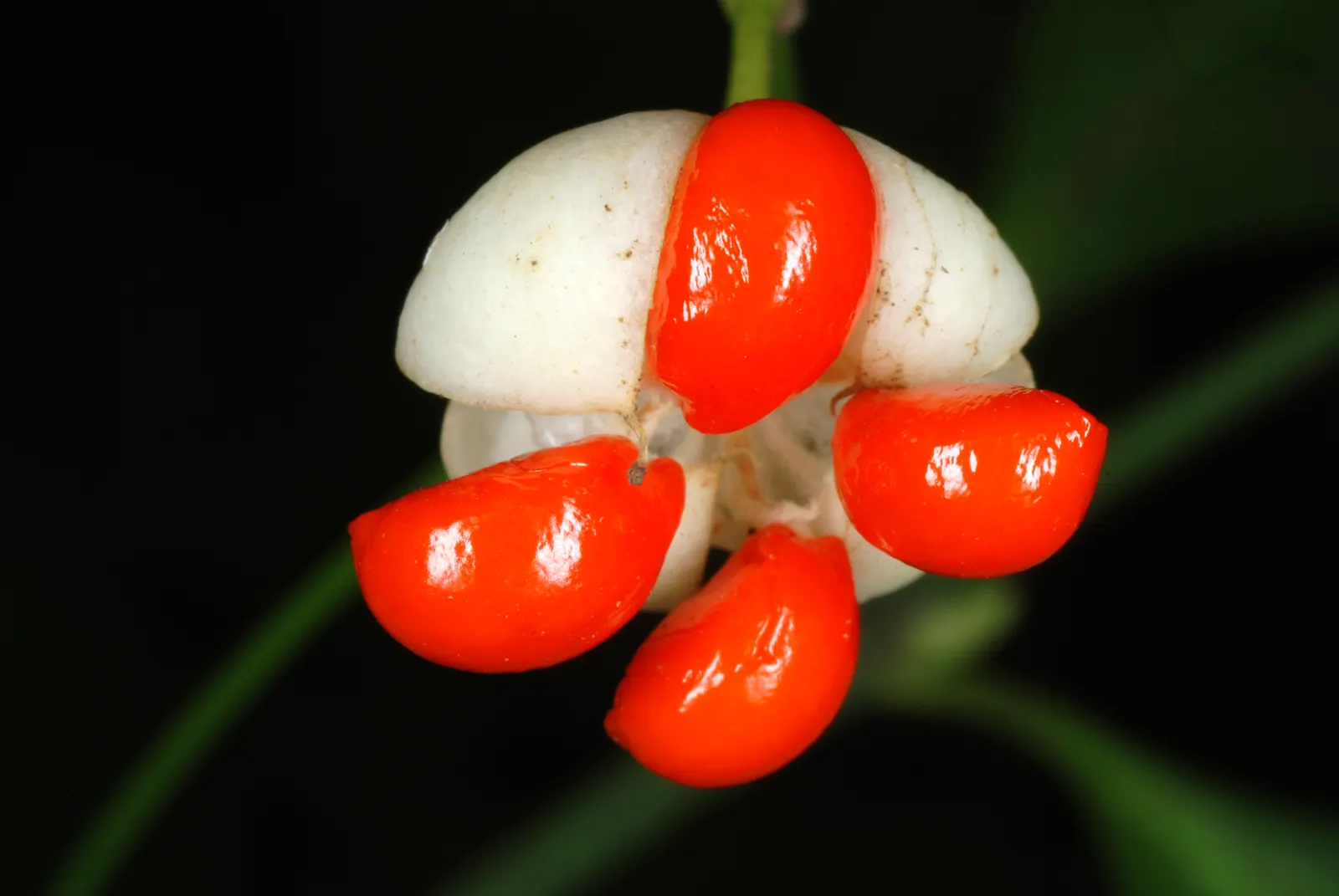 Wintercreeper (Euonymus Fortunei) — it can grow in full sun to full shade; followed by seldom-seen fruits in the fall.<br><br>For the client, image 72