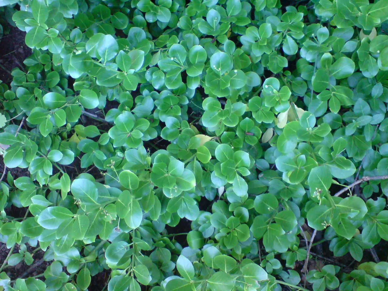 Wintercreeper (Euonymus Fortunei) — reaching 1-2 feet tall and spreading 2-4 feet wide; appreciated for its adaptability, image 73