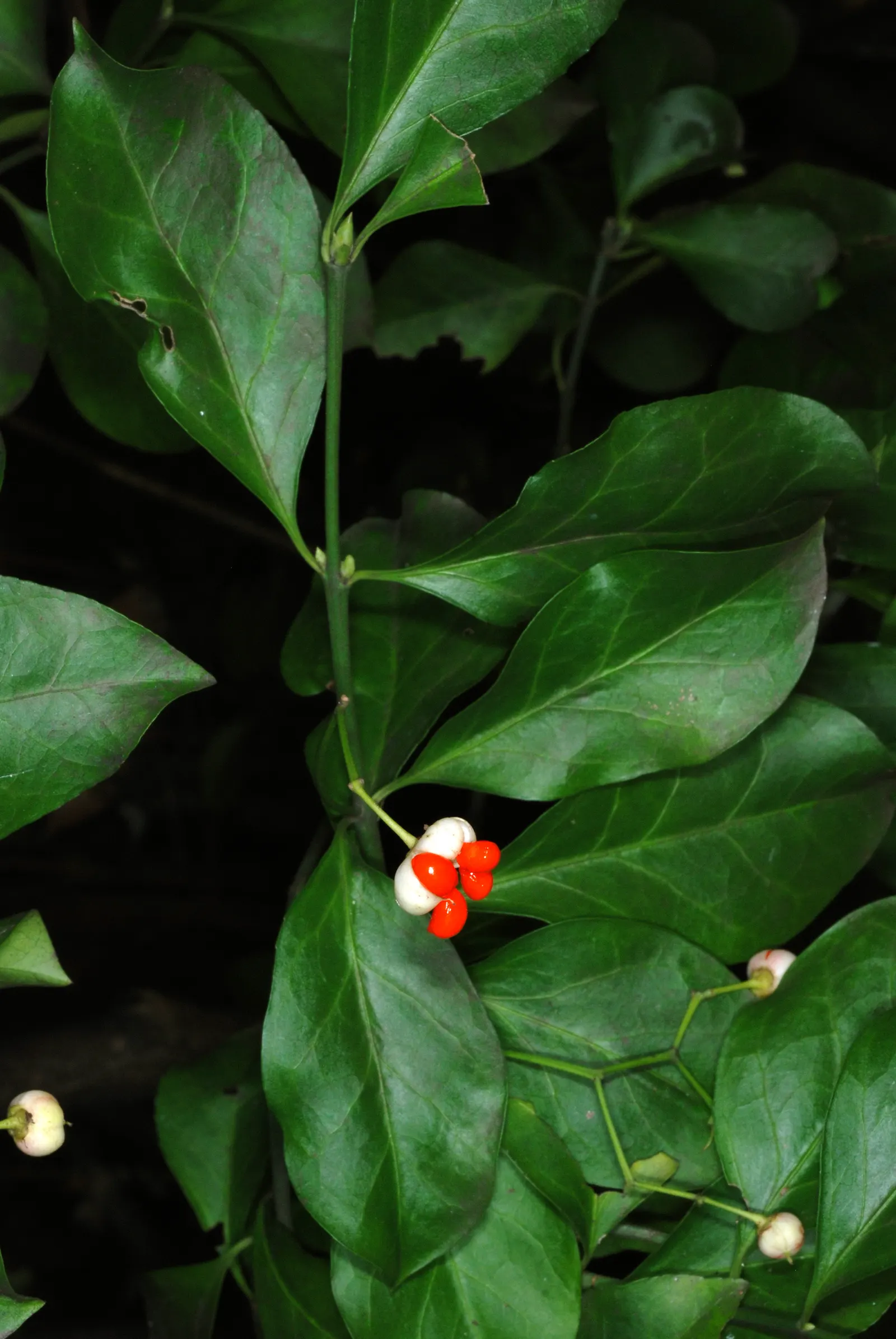 Wintercreeper (Euonymus Fortunei) — ground cover / shrub / vine for full or half; regular pruning is recommended to maintain its shape and prevent, image 69