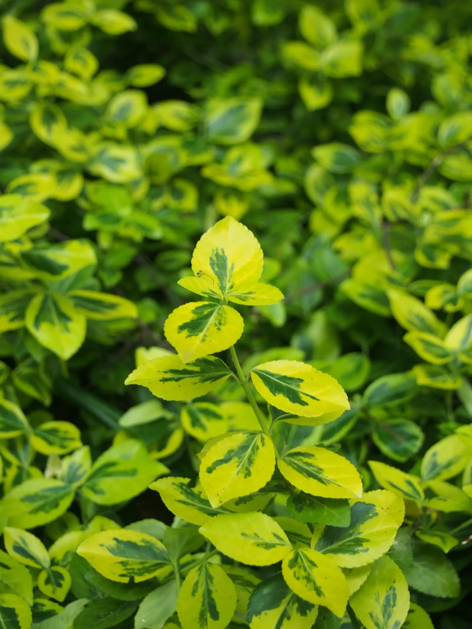 Wintercreeper (Euonymus Fortunei) — Dense foliage emerges green and may turn emerald to burgundy in cold; is a versatile and robust plant that proves itself a