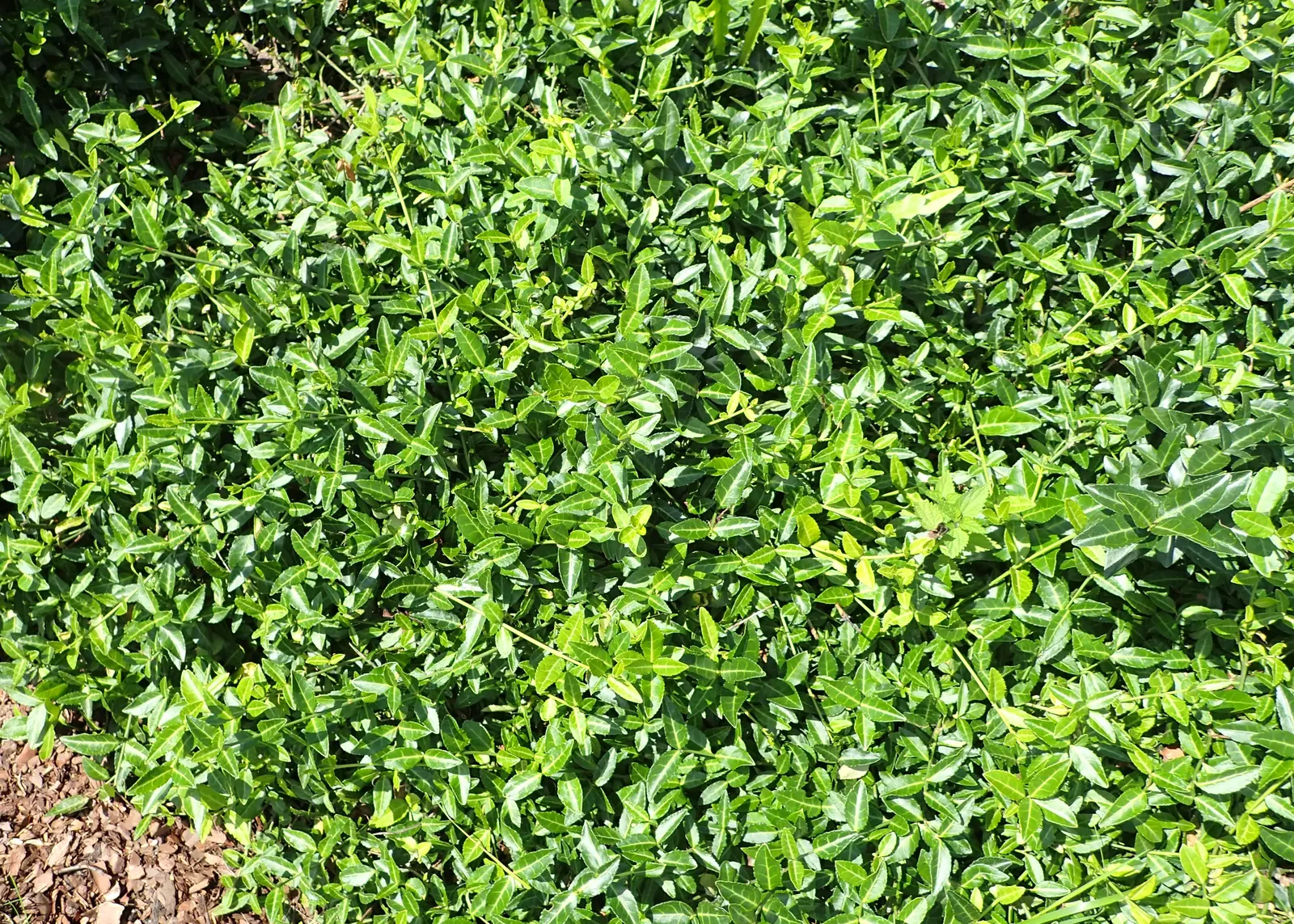 Wintercreeper (Euonymus Fortunei) — providing year-round visual interest.<br><br>Adaptable to both sun and shade; it can grow in full sun to full, image 60