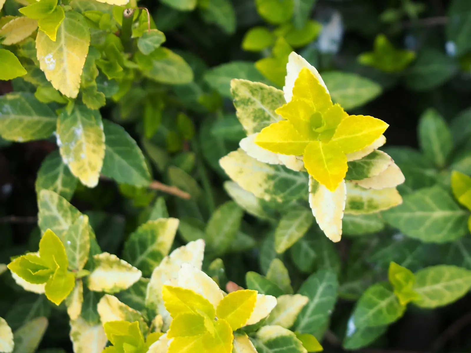Wintercreeper (Euonymus Fortunei) — its ability to climb structures can be both an aesthetic feature and a potential concern
