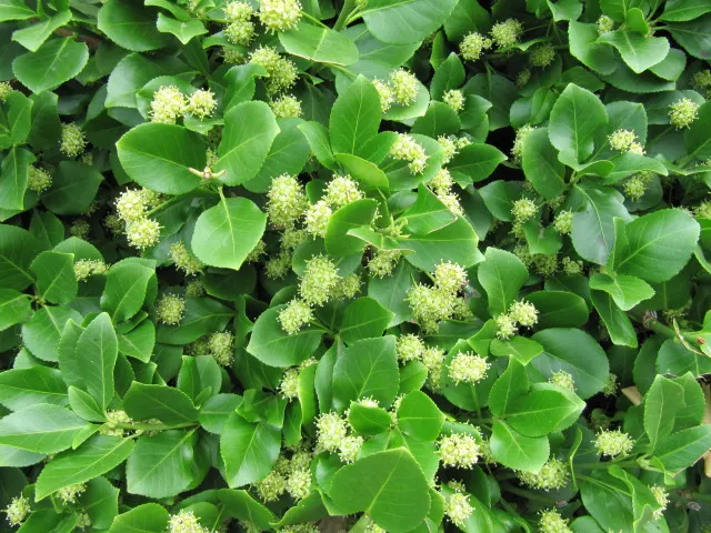 Wintercreeper (Euonymus Fortunei) — Some variegated cultivars also offer white