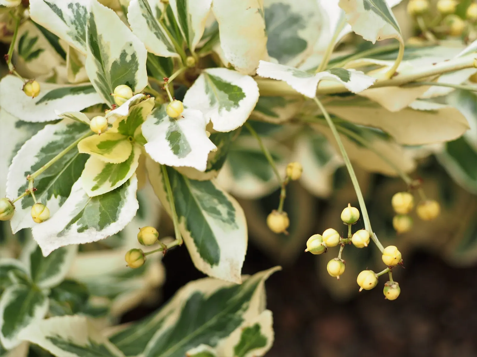 Wintercreeper (Euonymus Fortunei) — it can grow in full sun to full shade