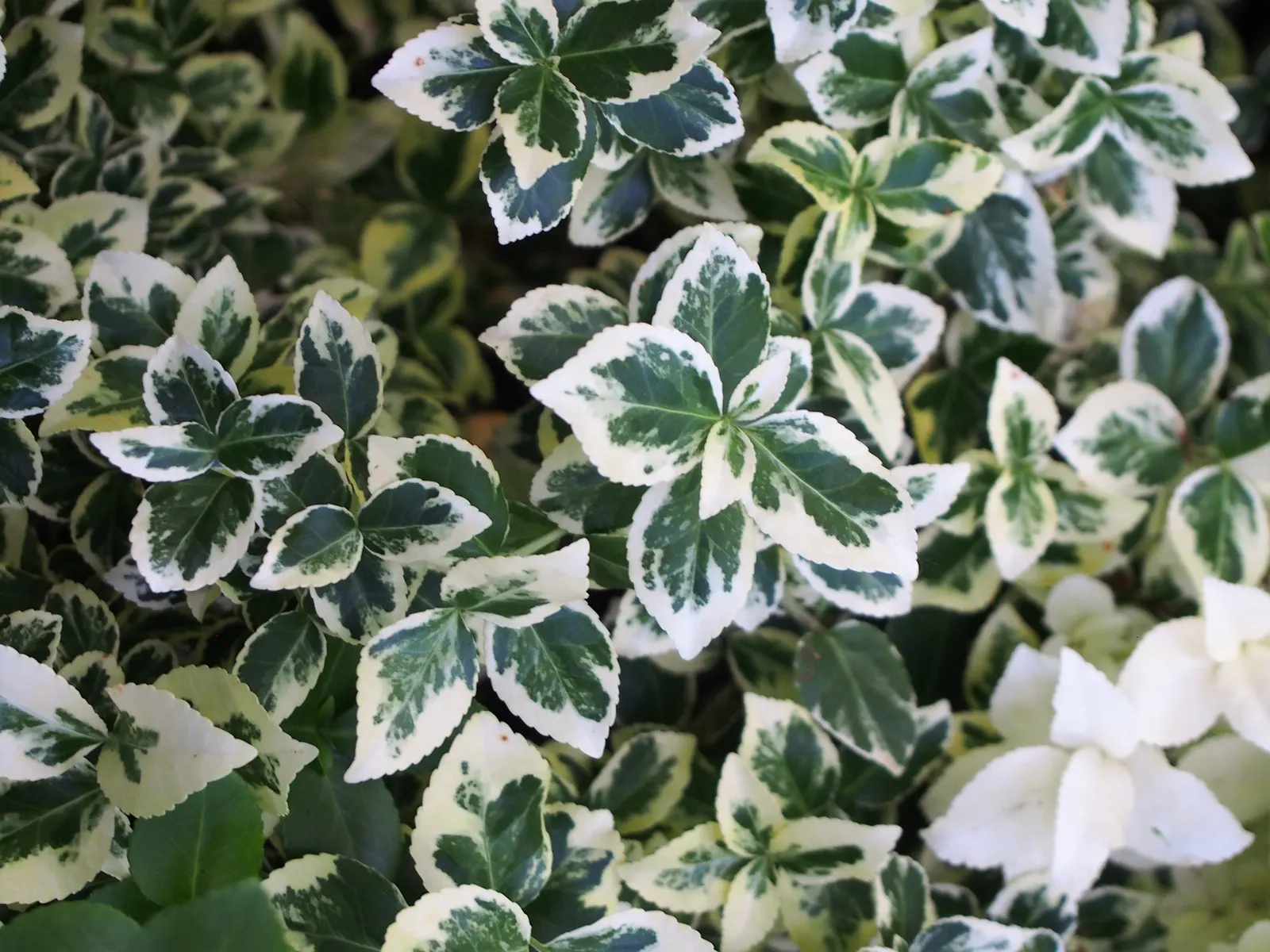 Wintercreeper (Euonymus Fortunei) — Slightly toxic if ingested; ground cover / shrub / vine for full or half, image 76