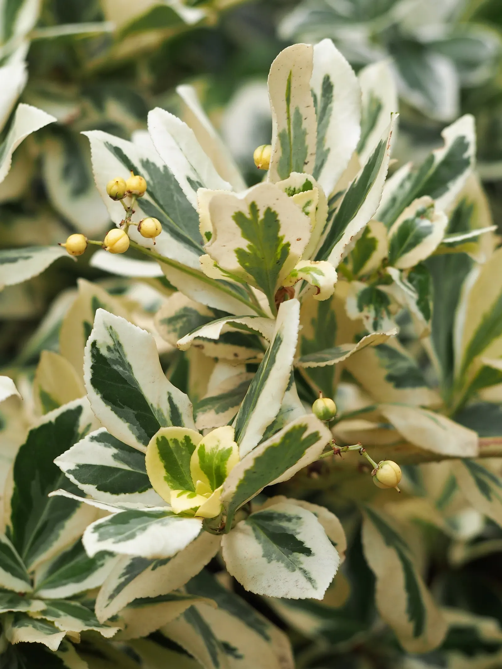 Wintercreeper (Euonymus Fortunei) — ground cover / shrub / vine for full or half