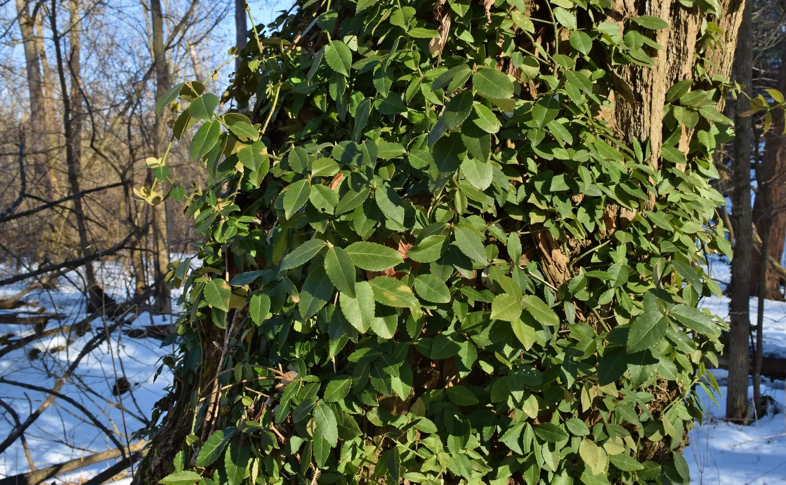 Wintercreeper (Euonymus Fortunei) — as it may cause damage if not properly managed; some variegated cultivars also offer white