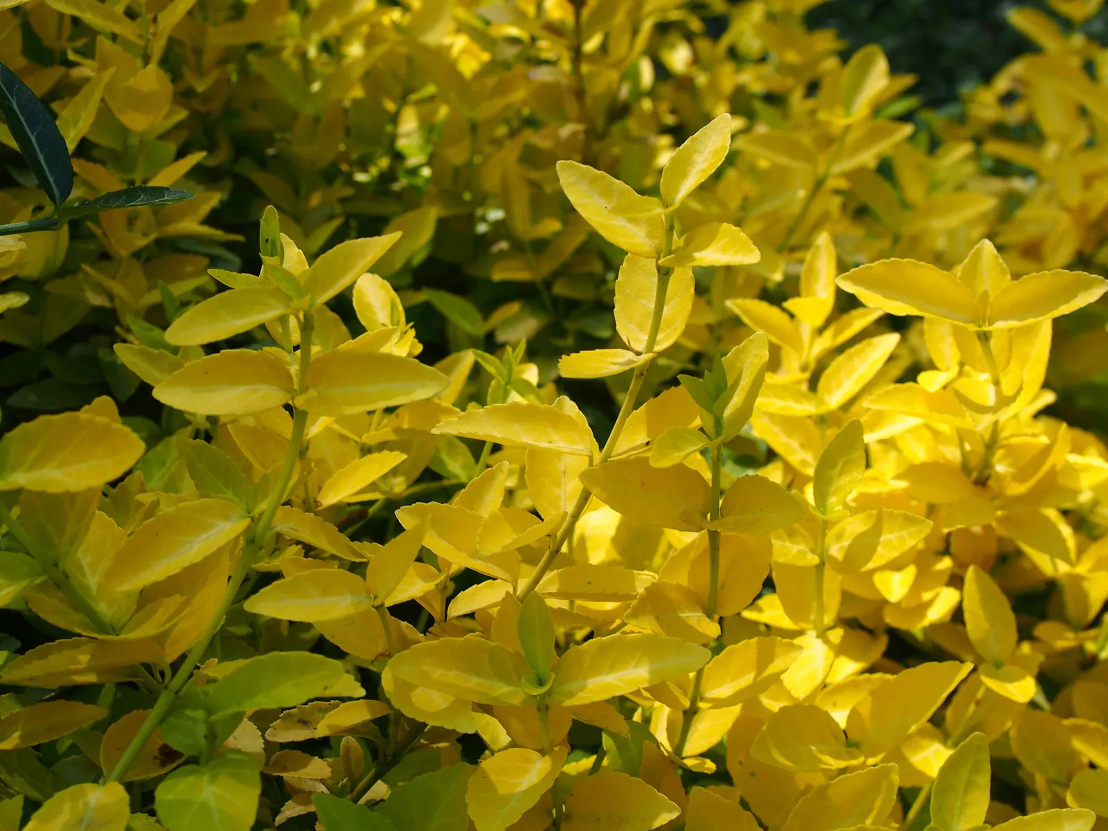 Wintercreeper (Euonymus Fortunei) — followed by seldom-seen fruits in the fall.<br><br>For the client
