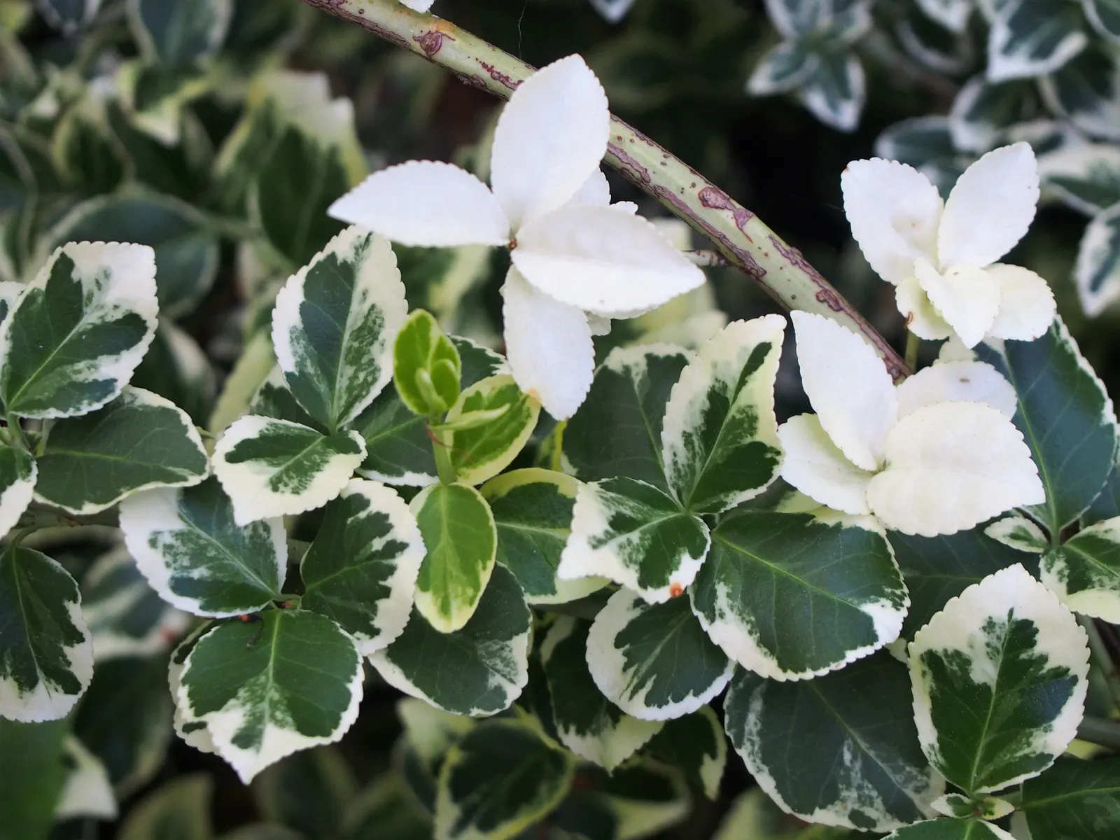 Wintercreeper (Euonymus Fortunei) — including dry or moist environments; it is hardy in USDA zones 4 through 9; inconspicuous flowers may appear, image 85