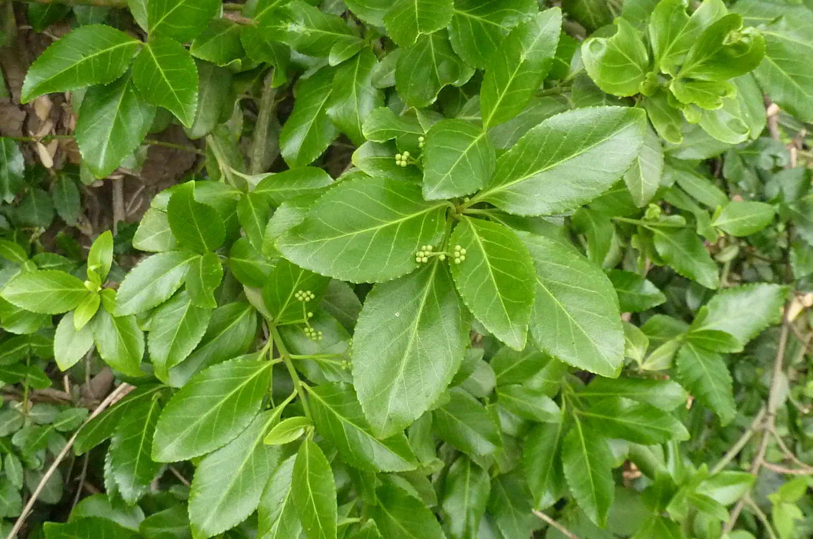 Wintercreeper (Euonymus Fortunei) — reaching 1-2 feet tall and spreading 2-4 feet wide; appreciated for its adaptability