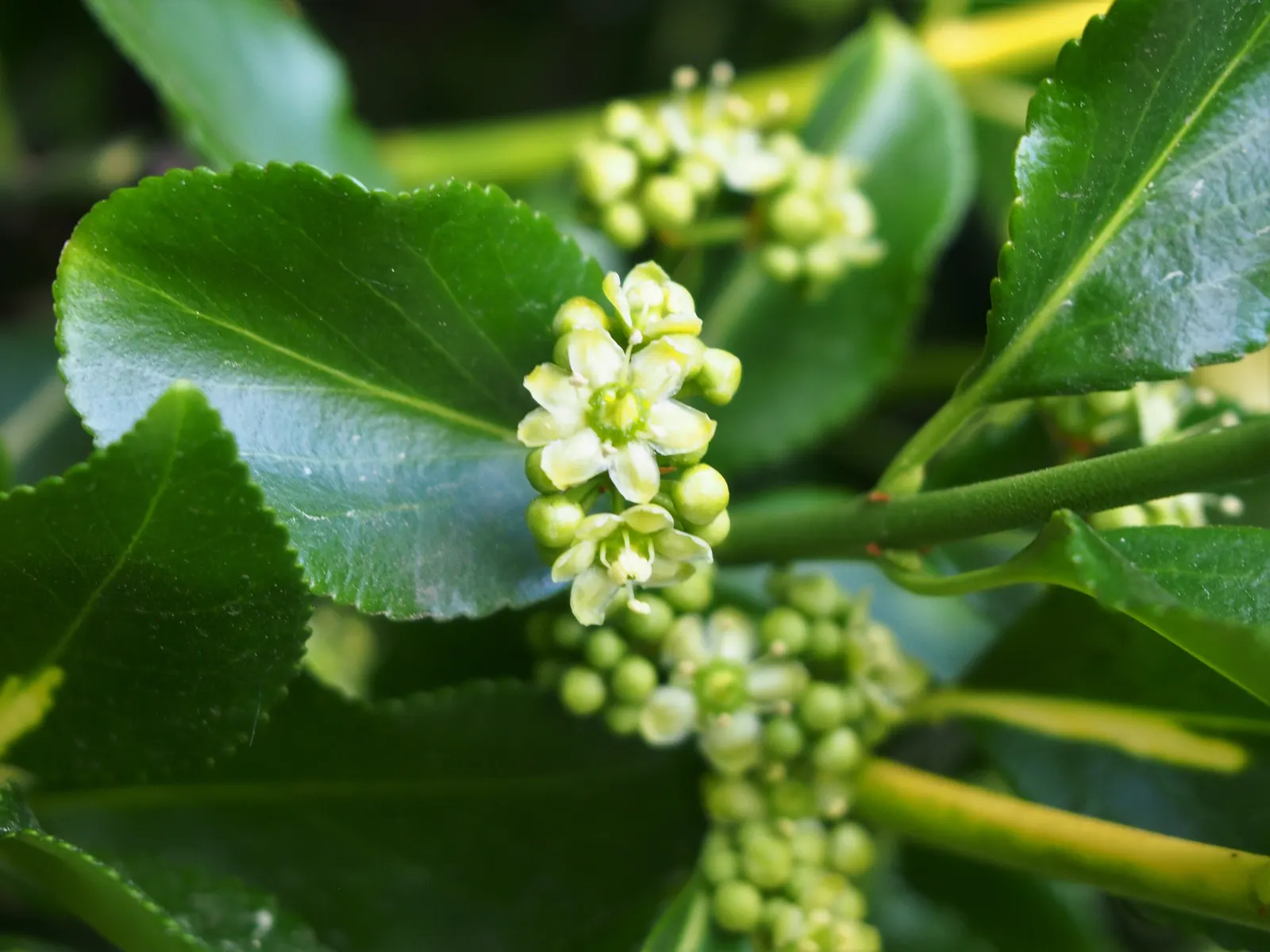 Wintercreeper (Euonymus Fortunei) — providing year-round visual interest.<br><br>Adaptable to both sun and shade; it can grow in full sun to full shade