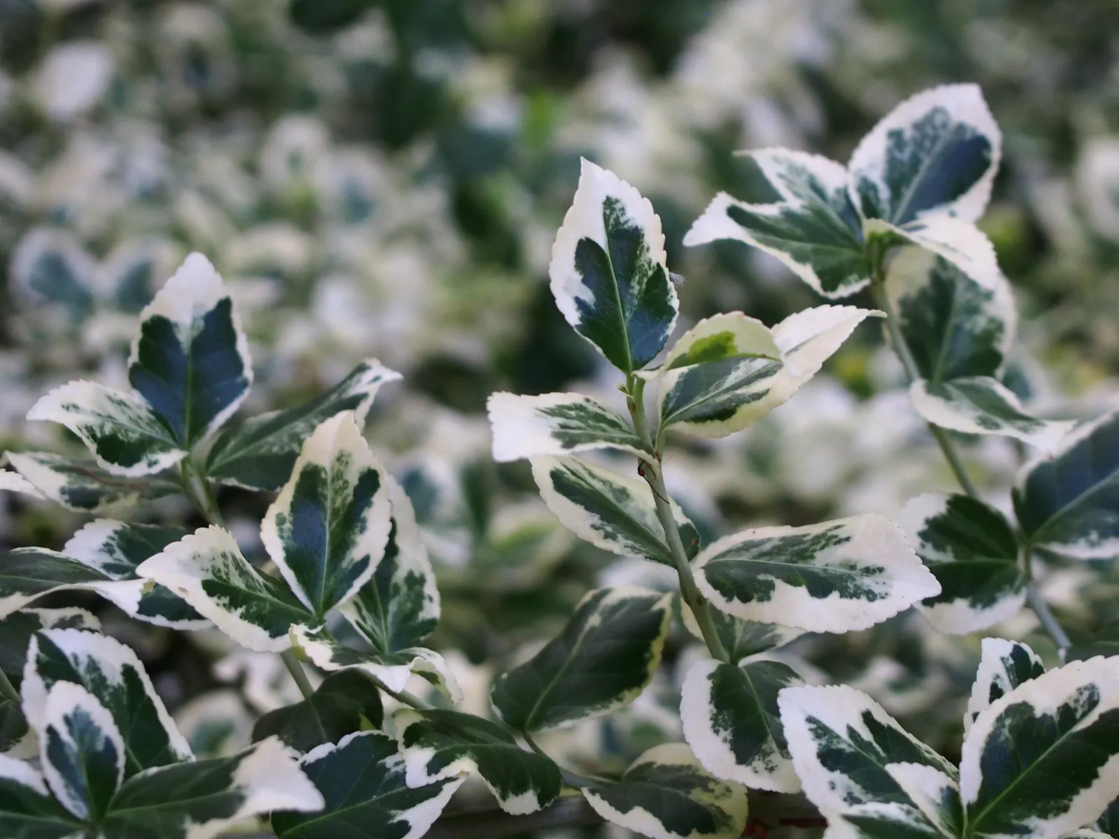 Wintercreeper (Euonymus Fortunei) — Appreciated for its adaptability; elliptical leaves of about 1 to 2 inches long, image 71