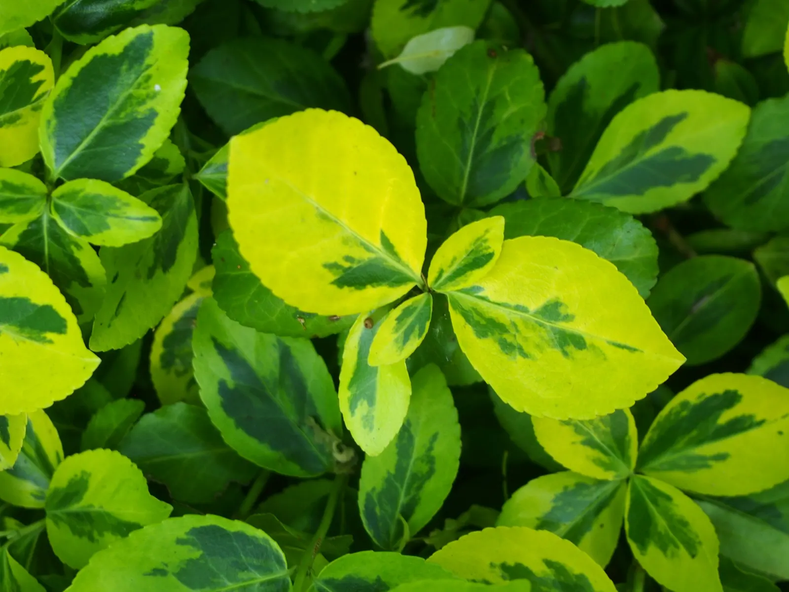 Wintercreeper (Euonymus Fortunei) — Wintercreeper (Euonymus fortunei) is a versatile, evergreen shrub that thrives in USDA zones 4-9; reaching 1-2, image 70