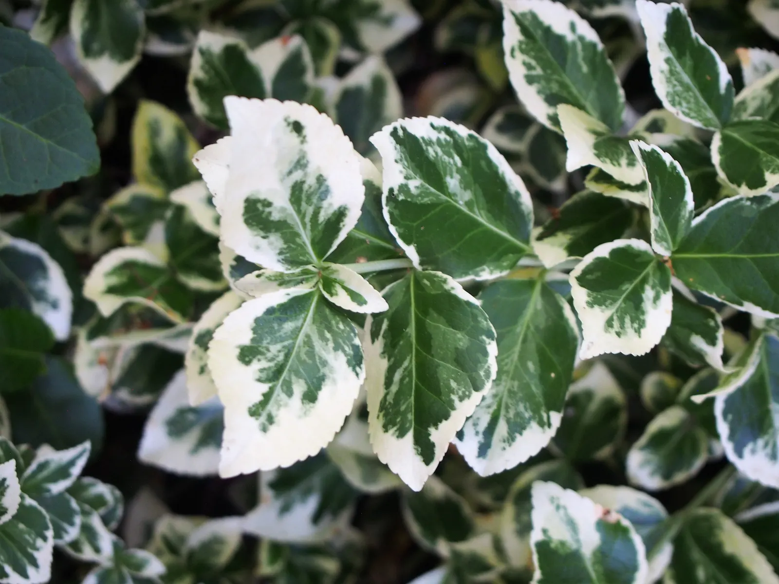 Wintercreeper (Euonymus Fortunei) — the Wintercreeper prefers well-drained soil and can tolerate a range of conditions; this evergreen perennial is, image 61