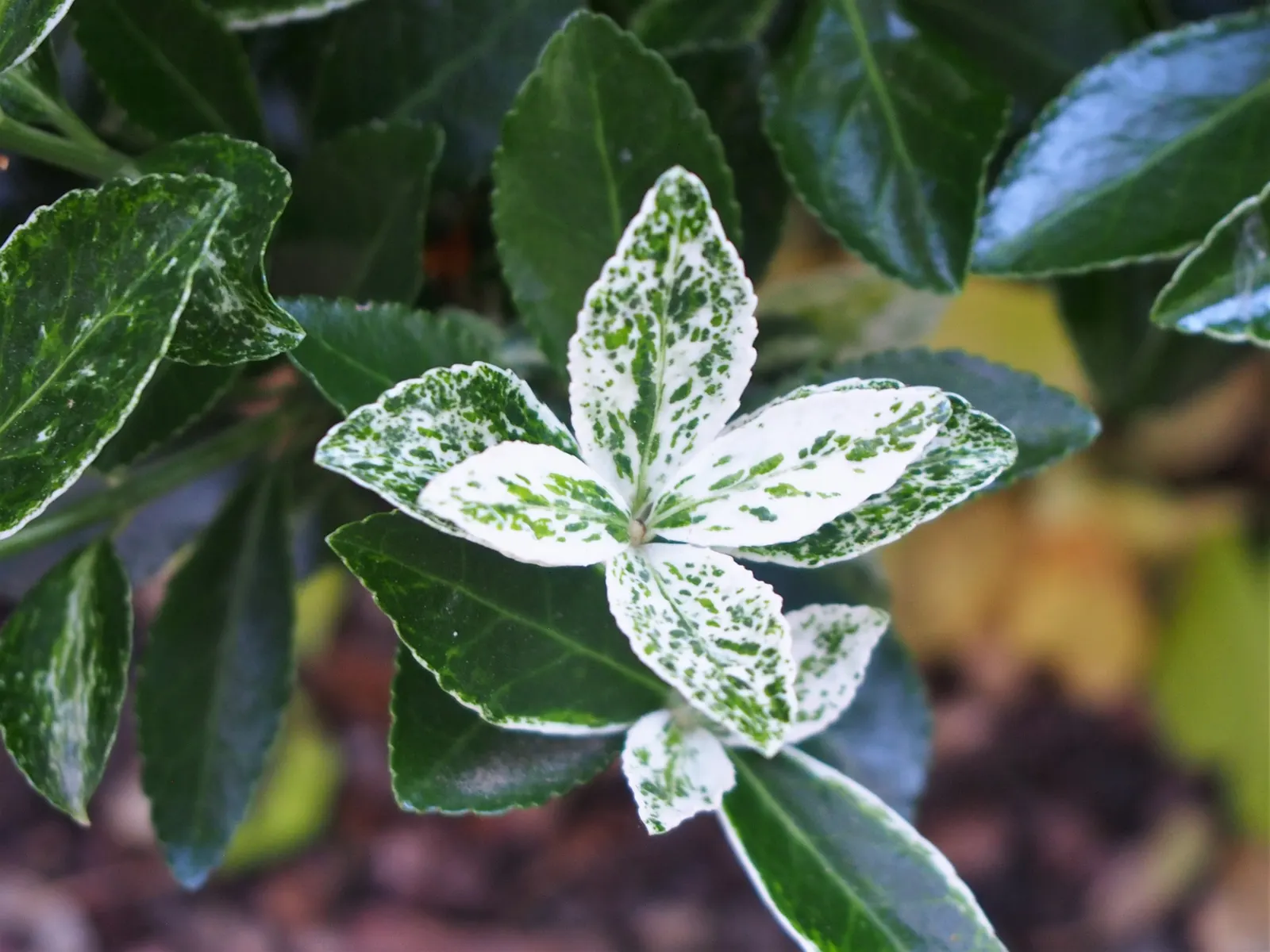 Wintercreeper (Euonymus Fortunei) — is a versatile and robust plant that proves itself a staple in many landscape designs; providing year-round, image 78