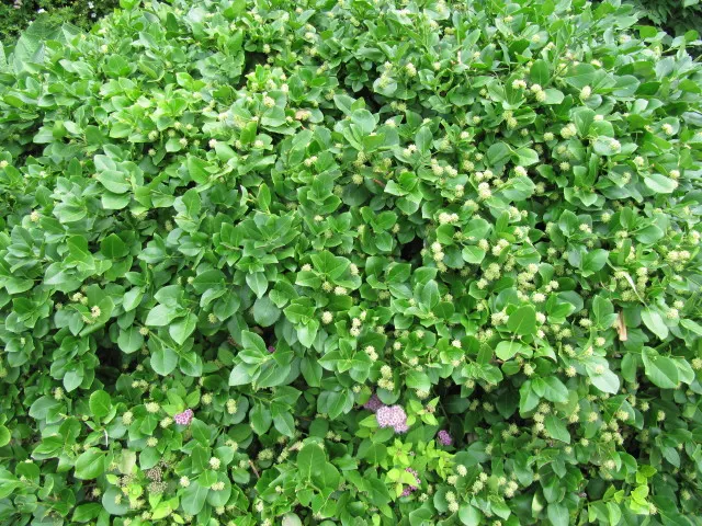 Wintercreeper (Euonymus Fortunei) — Wintercreeper (Euonymus fortunei) is a versatile, evergreen shrub that thrives in USDA zones 4-9; reaching 1-2, image 93