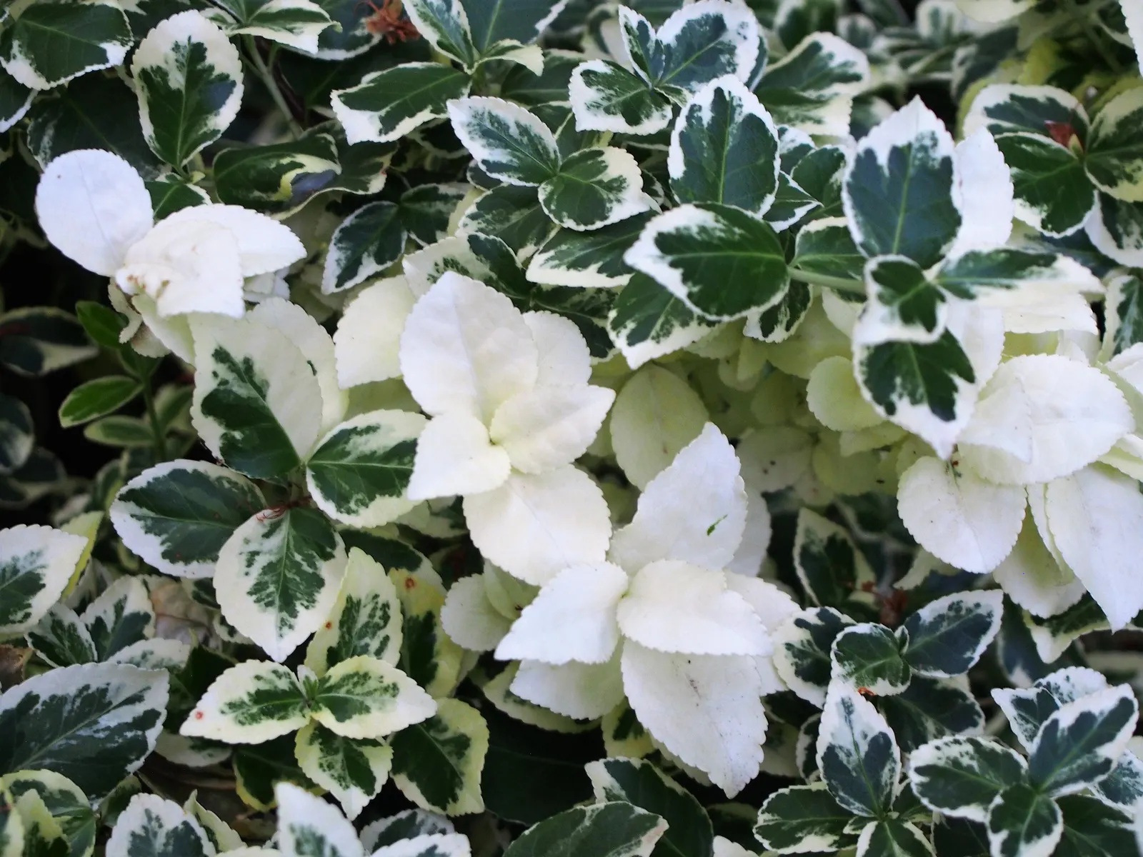 Wintercreeper (Euonymus Fortunei) — followed by seldom-seen fruits in the fall.<br><br>For the client; scientifically named Euonymus fortunei