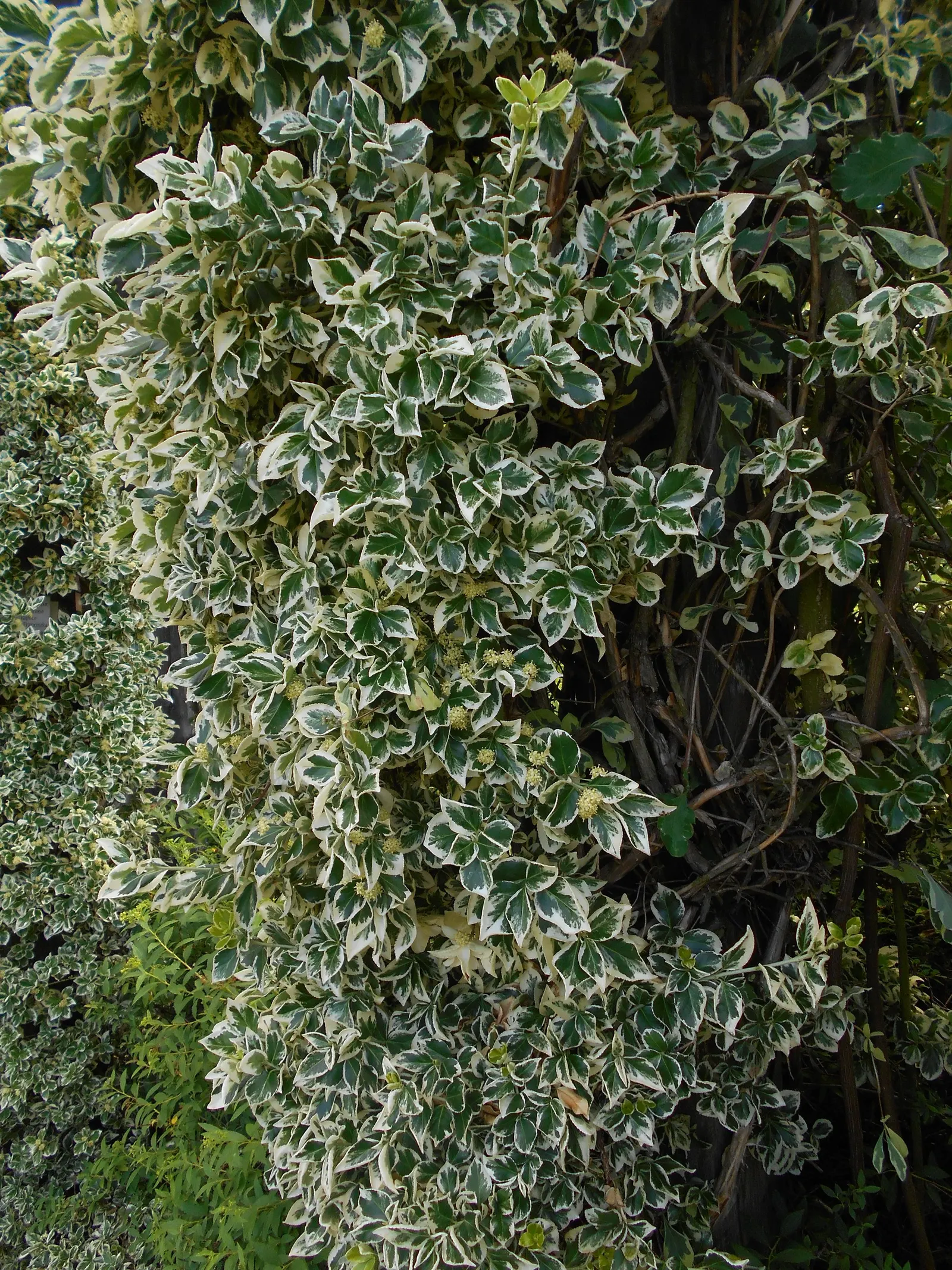 Wintercreeper (Euonymus Fortunei) — as it may cause damage if not properly managed; some variegated cultivars also offer white, image 91