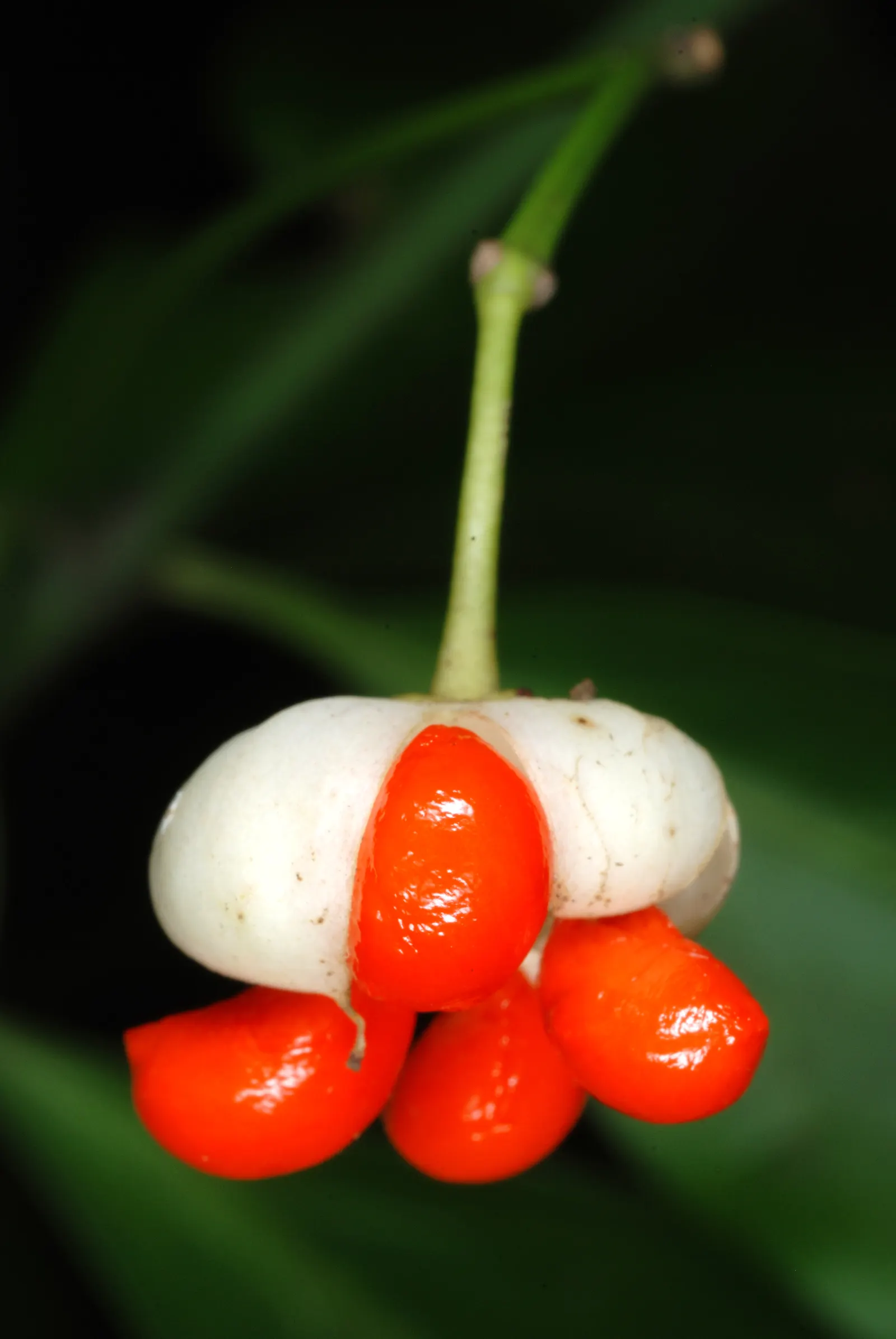 Wintercreeper (Euonymus Fortunei) — This evergreen perennial is known for its ability to thrive in a variety of conditions; its ability to climb, image 56