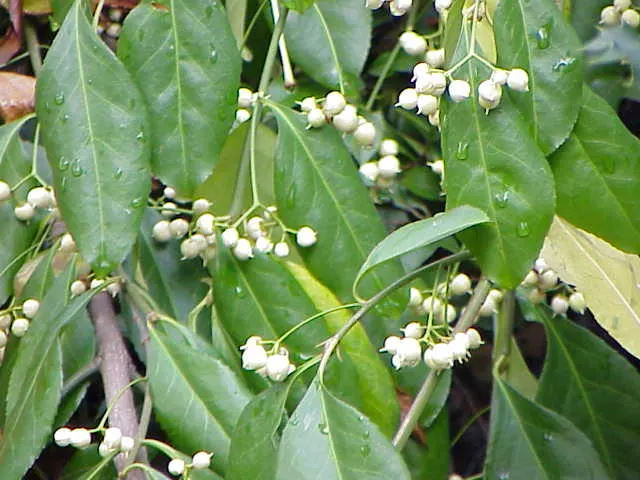 Wintercreeper (Euonymus Fortunei) — providing year-round visual interest.<br><br>Adaptable to both sun and shade; it can grow in full sun to full, image 83