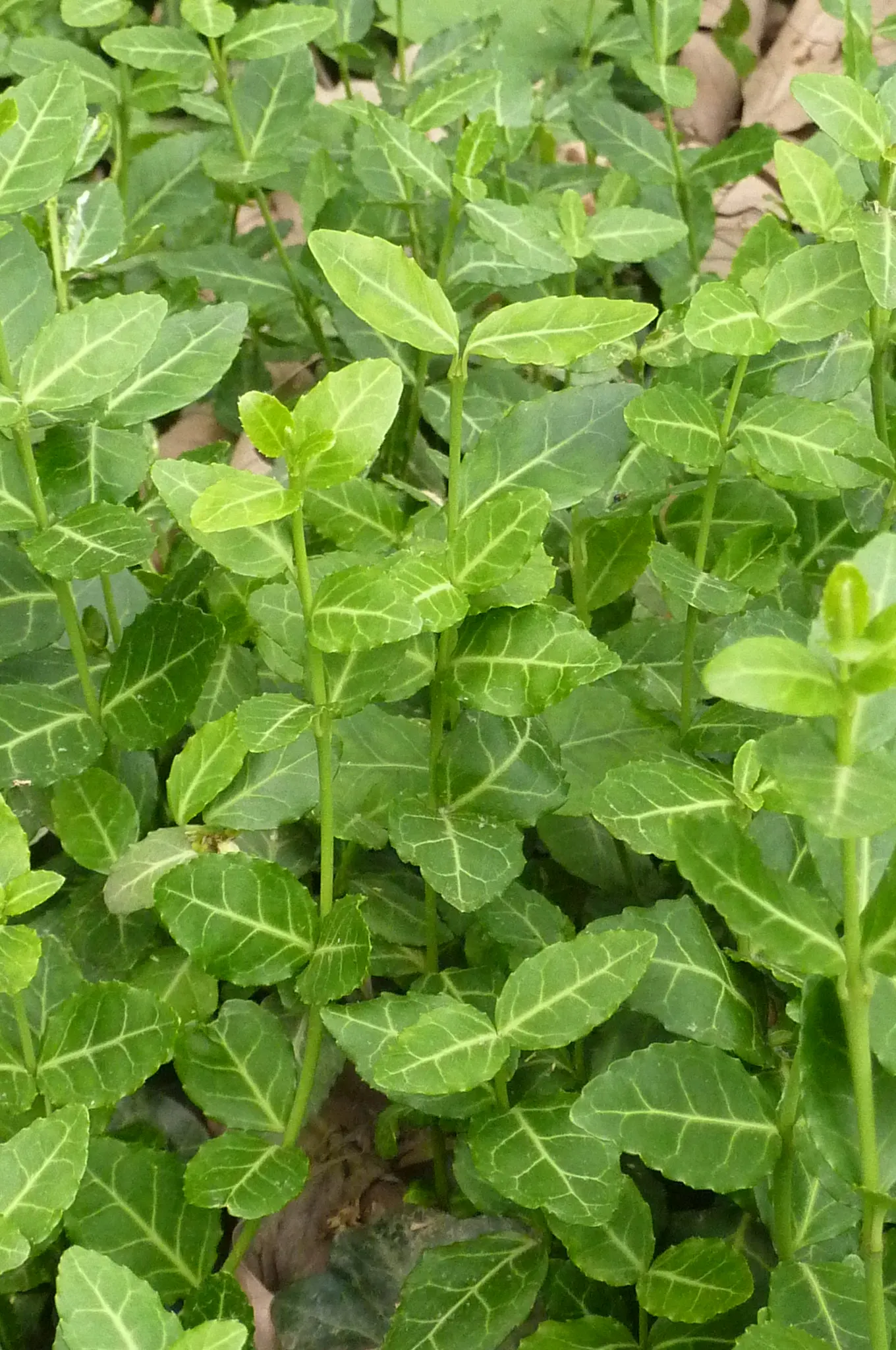 Wintercreeper (Euonymus Fortunei) — inconspicuous flowers may appear; wintercreeper (Euonymus fortunei) is a versatile, evergreen shrub that thrives in USDA