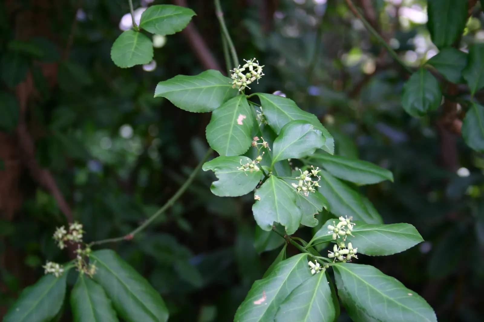 Wintercreeper (Euonymus Fortunei) — scientifically named Euonymus fortunei; slightly toxic if ingested, image 77