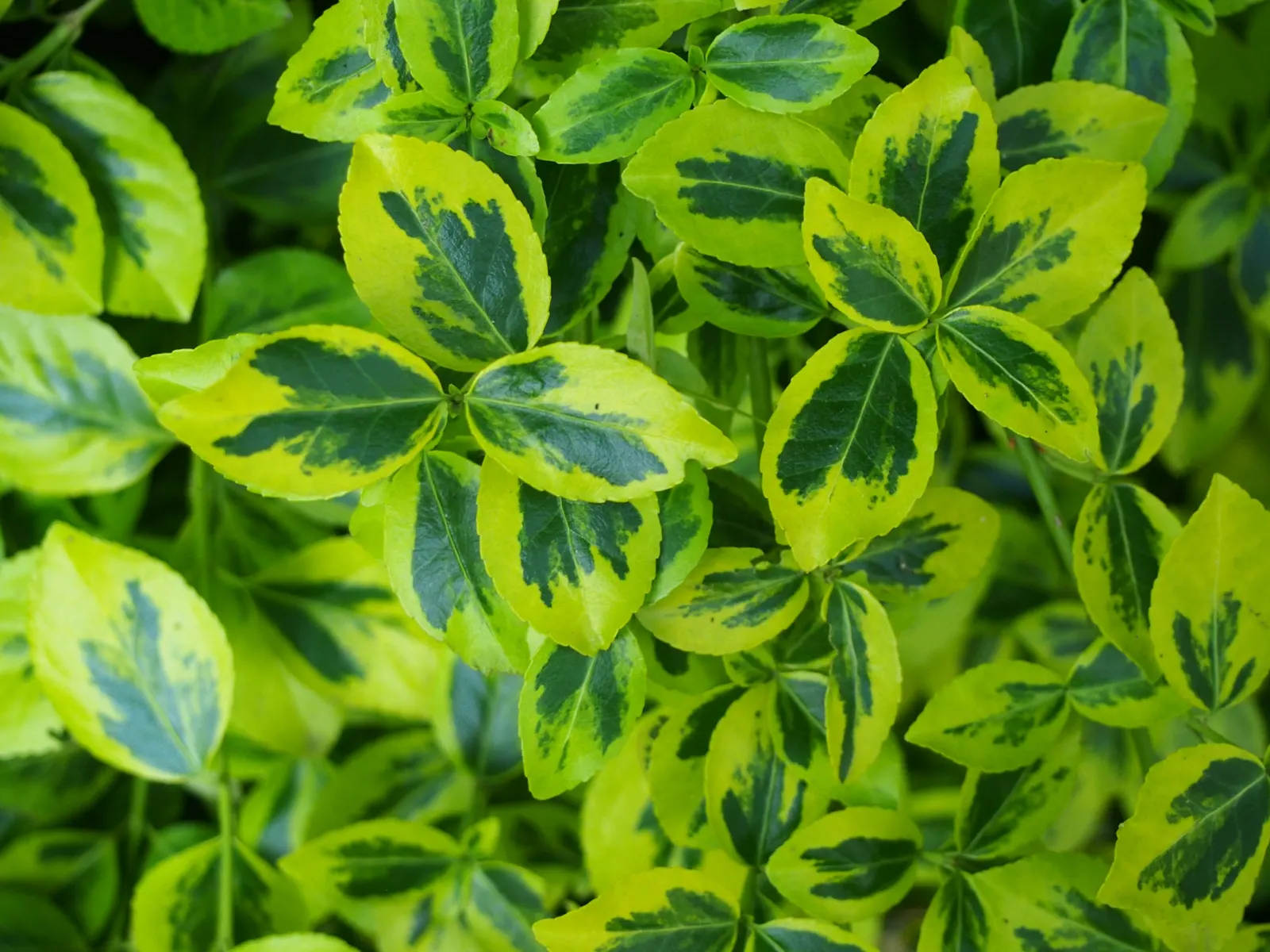 Wintercreeper (Euonymus Fortunei) — elliptical leaves of about 1 to 2 inches long