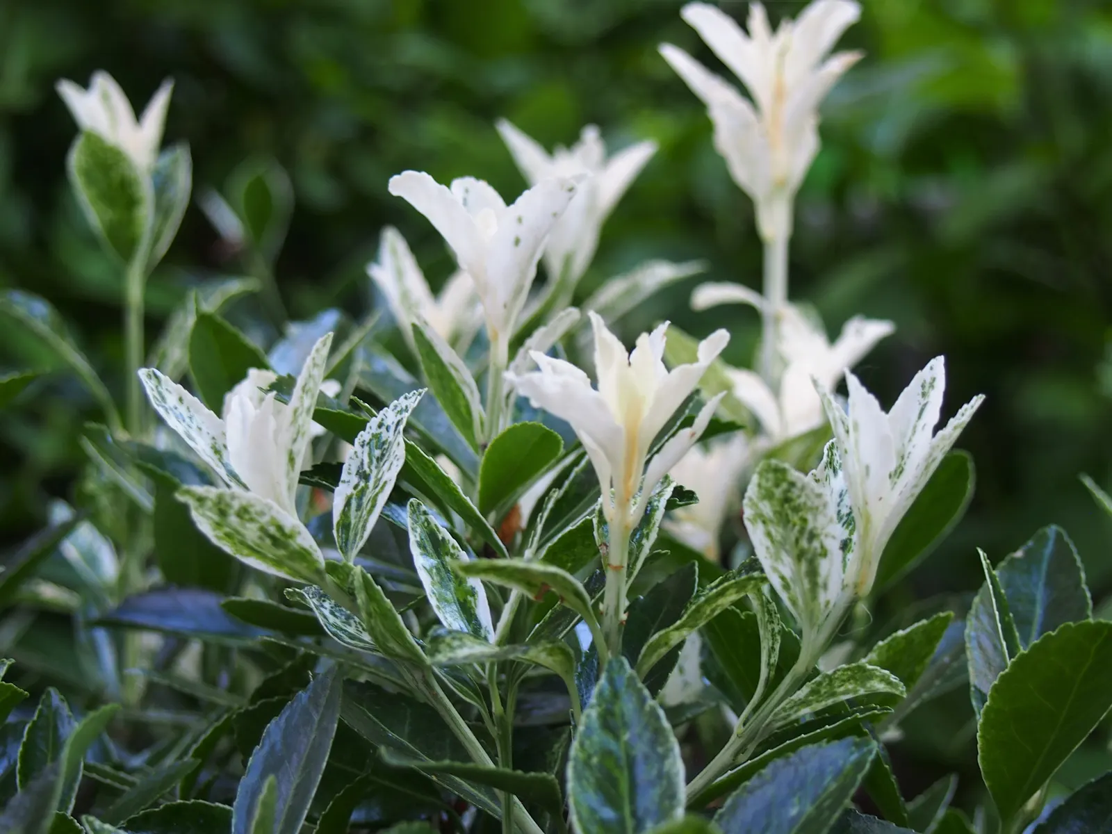 Wintercreeper (Euonymus Fortunei) — inconspicuous flowers may appear; wintercreeper (Euonymus fortunei) is a versatile, evergreen shrub that, image 86