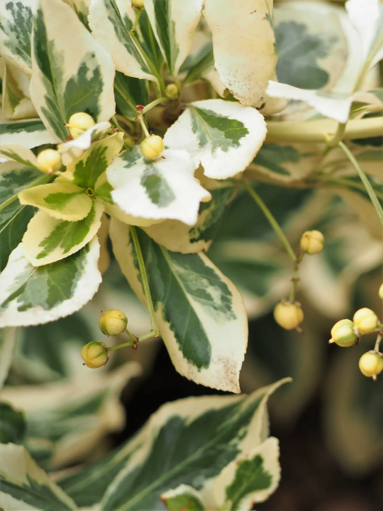 Wintercreeper (Euonymus Fortunei) — Some variegated cultivars also offer white; this plant's growth habits should be considered: it can become invasive if not