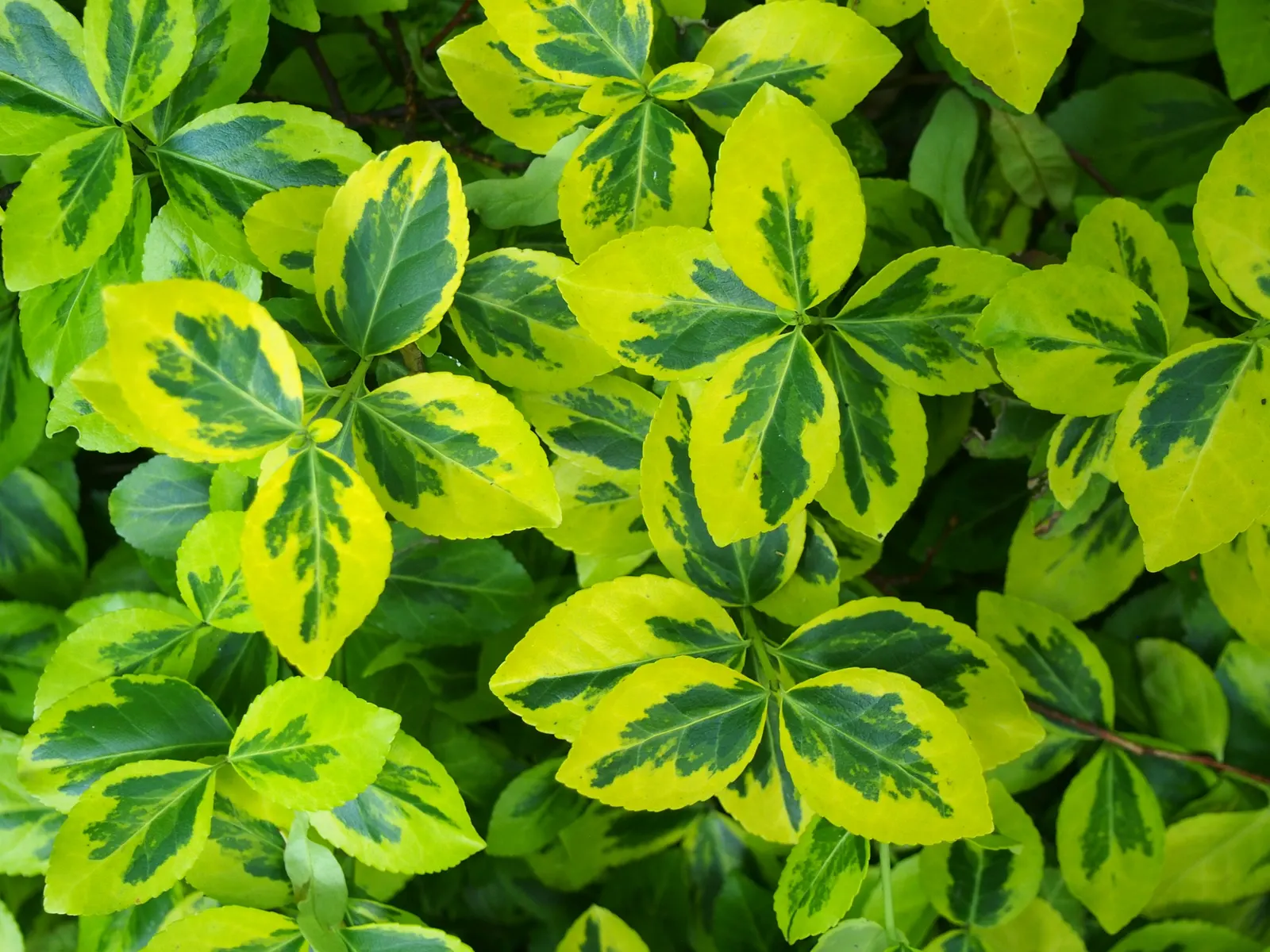 Wintercreeper (Euonymus Fortunei) — is a versatile and robust plant that proves itself a staple in many landscape designs; providing year-round visual